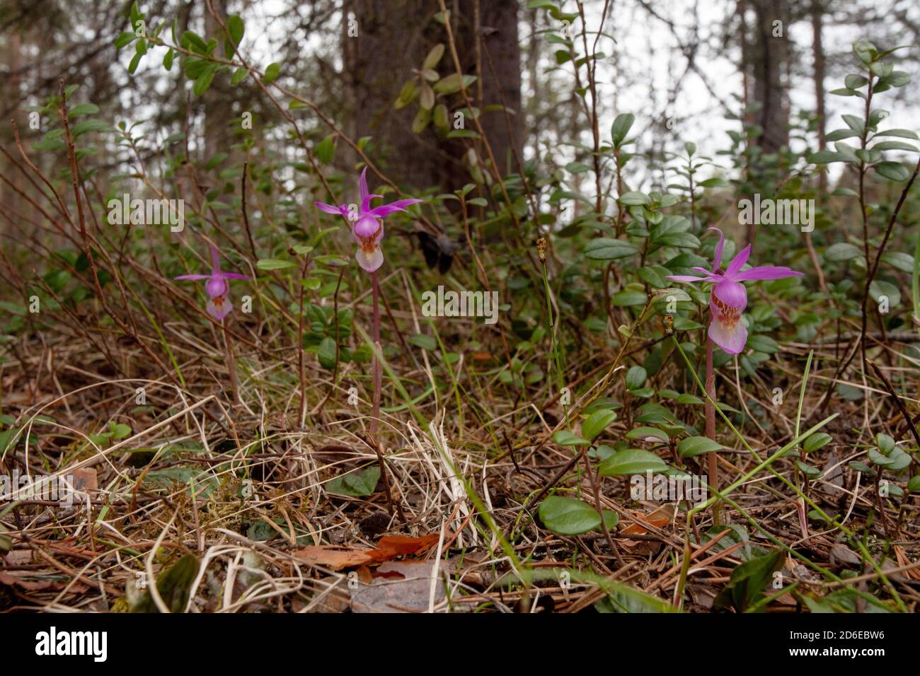 Belle et rare orchidée Calypso fleur du Nord, Calypso bulbosa floraison dans la forêt luxuriante de taïga d'été, le parc national d'Oulanka. Banque D'Images