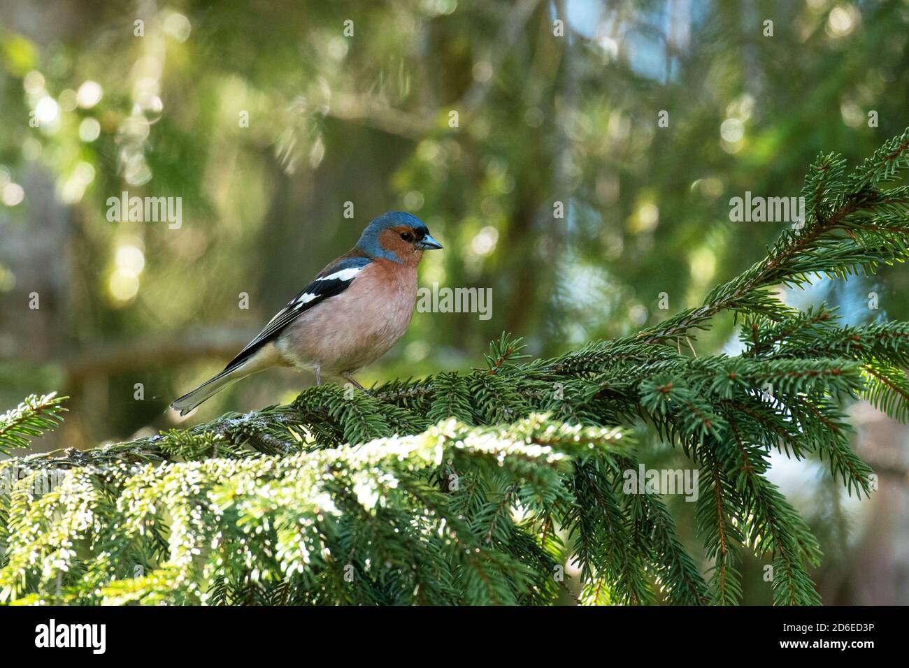Chaffinch masculin commun, Fringilla coelebs, regardant autour dans une forêt boréale de conifères estivale de nature estonienne, Europe du Nord. Banque D'Images