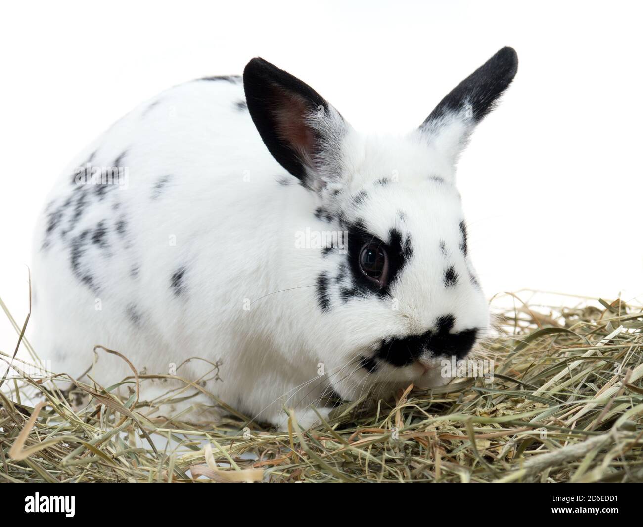 Jeune lapin noir et blanc reposant sur le foin Banque D'Images