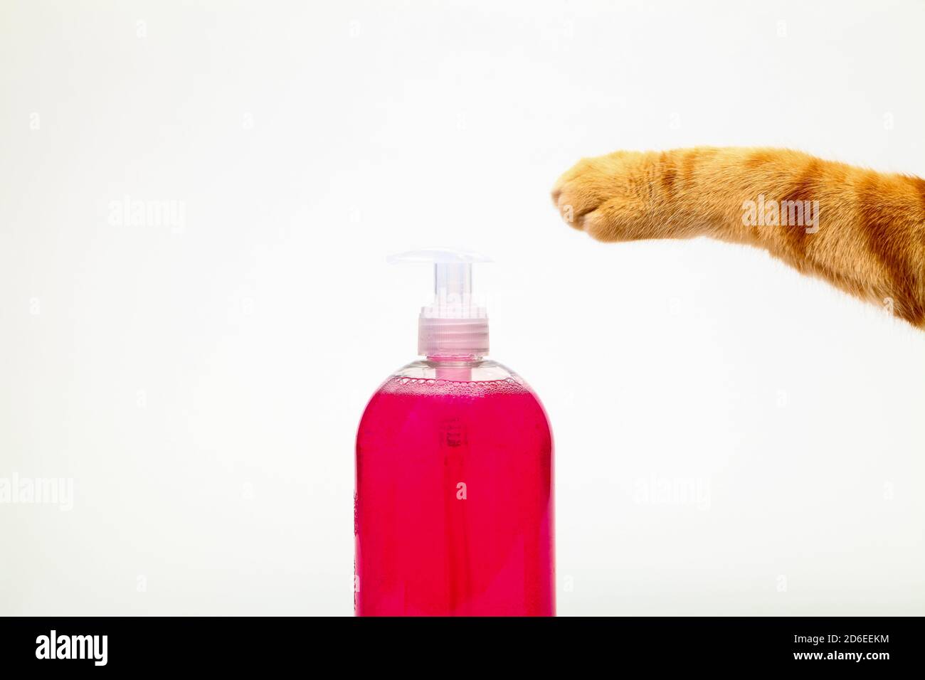 Mains De Lavage Humoristique Concept D Un Tabby De Gingembre Pressage De Chat Un Distributeur De Savon Photo Stock Alamy