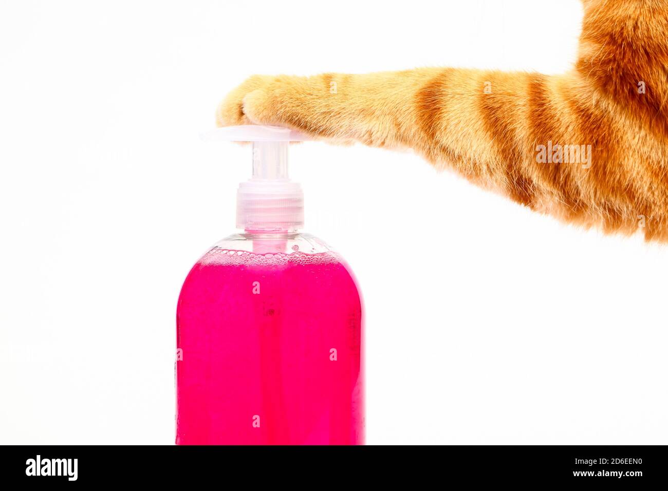 Mains De Lavage Humoristique Concept D Un Tabby De Gingembre Pressage De Chat Un Distributeur De Savon Photo Stock Alamy