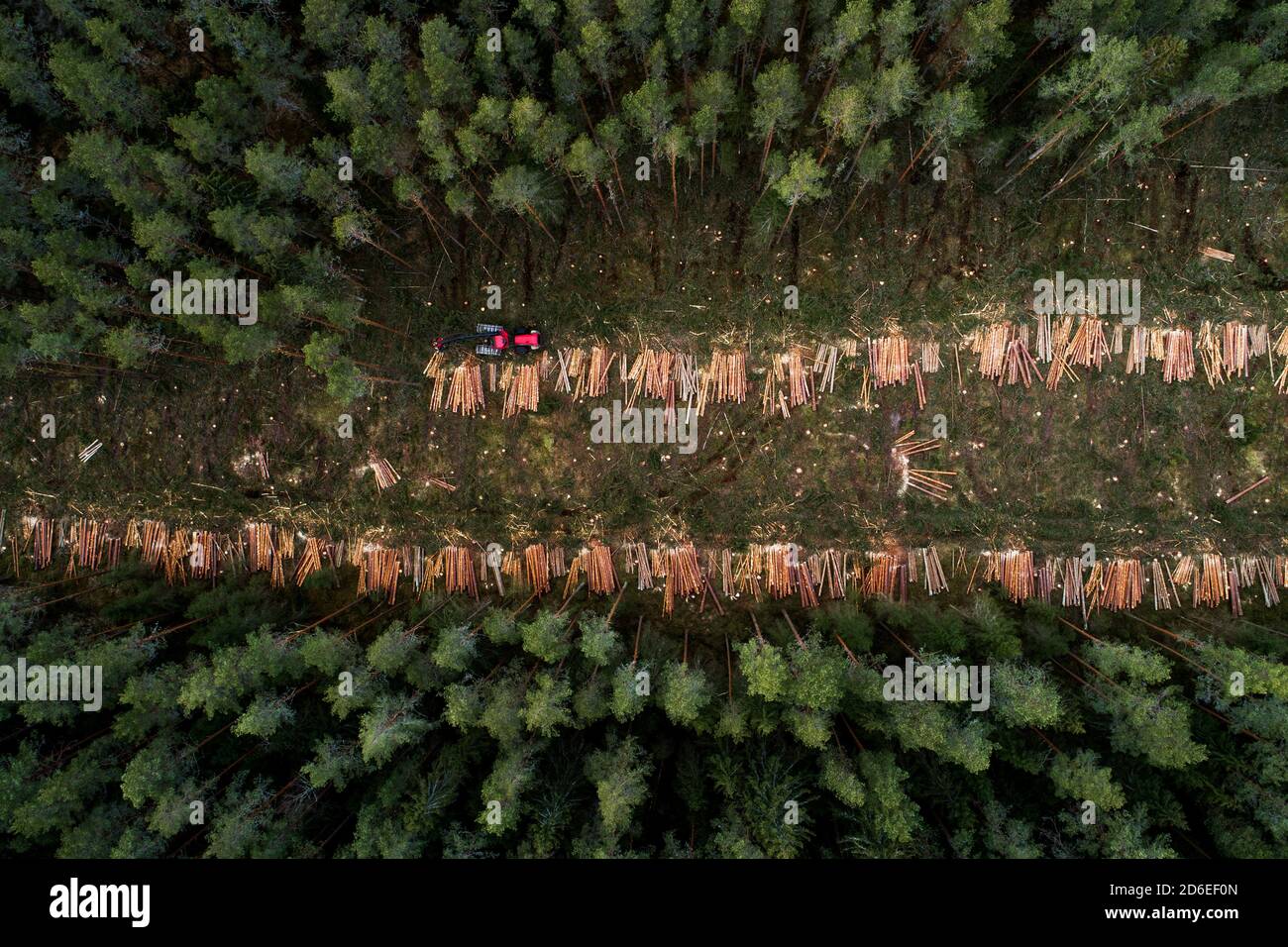 Une vue aérienne de la récolteuse de bois découpant une pinède dans la forêt boréale estonienne, en Europe du Nord Banque D'Images