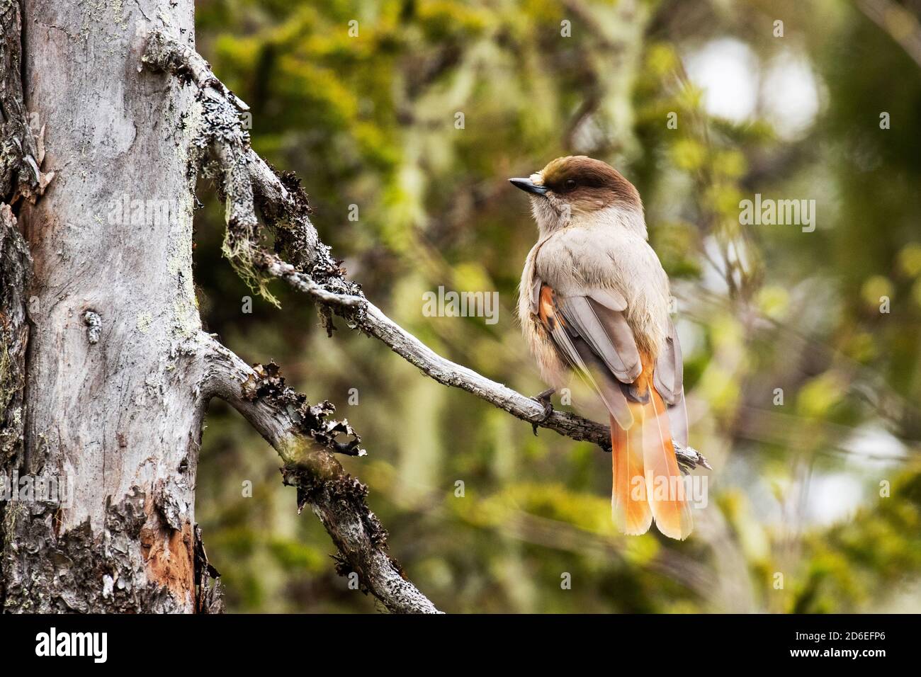 Curieux et coloré jay de Sibérie, Perisoreus infaustus, dans une forêt de taïga de printemps près de Kuusamo, dans le nord de la Finlande. Banque D'Images