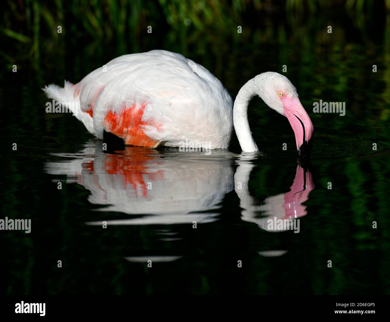 Grand flamants roses (Phoenicopterus ruber roseus) dans l'eau, captif Banque D'Images