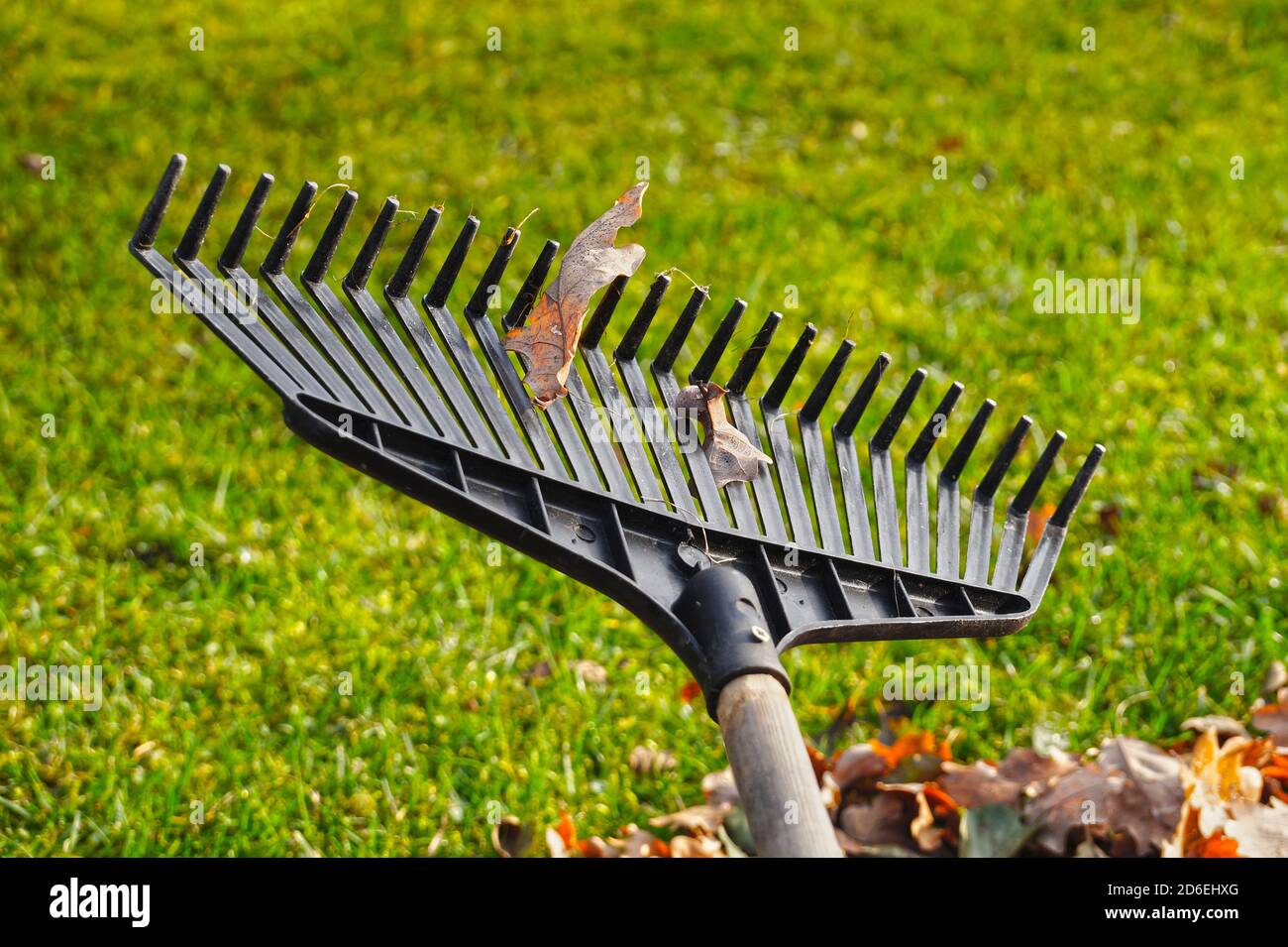 Travaux de jardin en automne. Feuilles de chêne sur un râteau. Banque D'Images