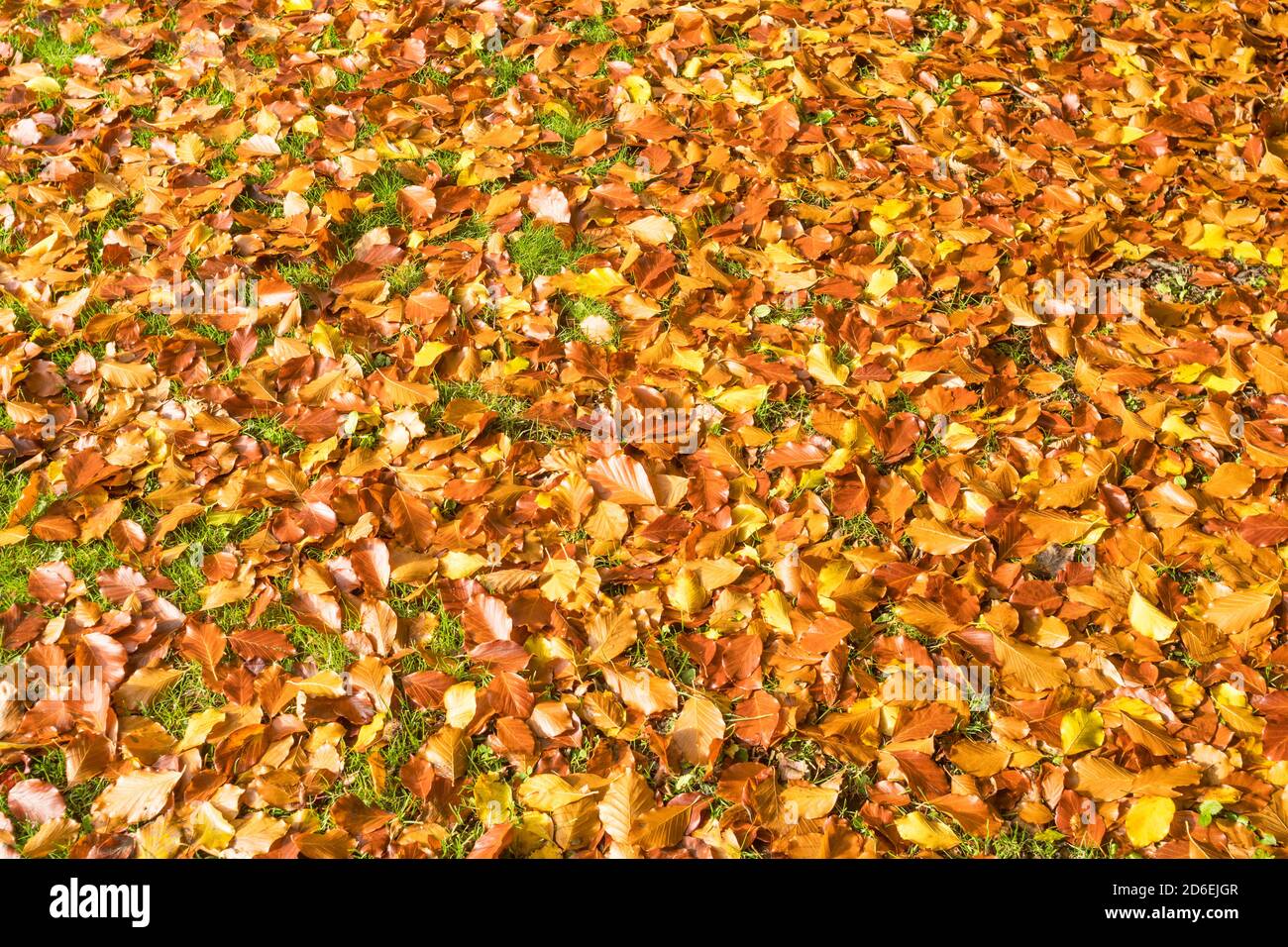 Feuilles d'automne colorées sur l'herbe Banque D'Images Feuilles d'automne colorées sur l'herbe Banque D'Images