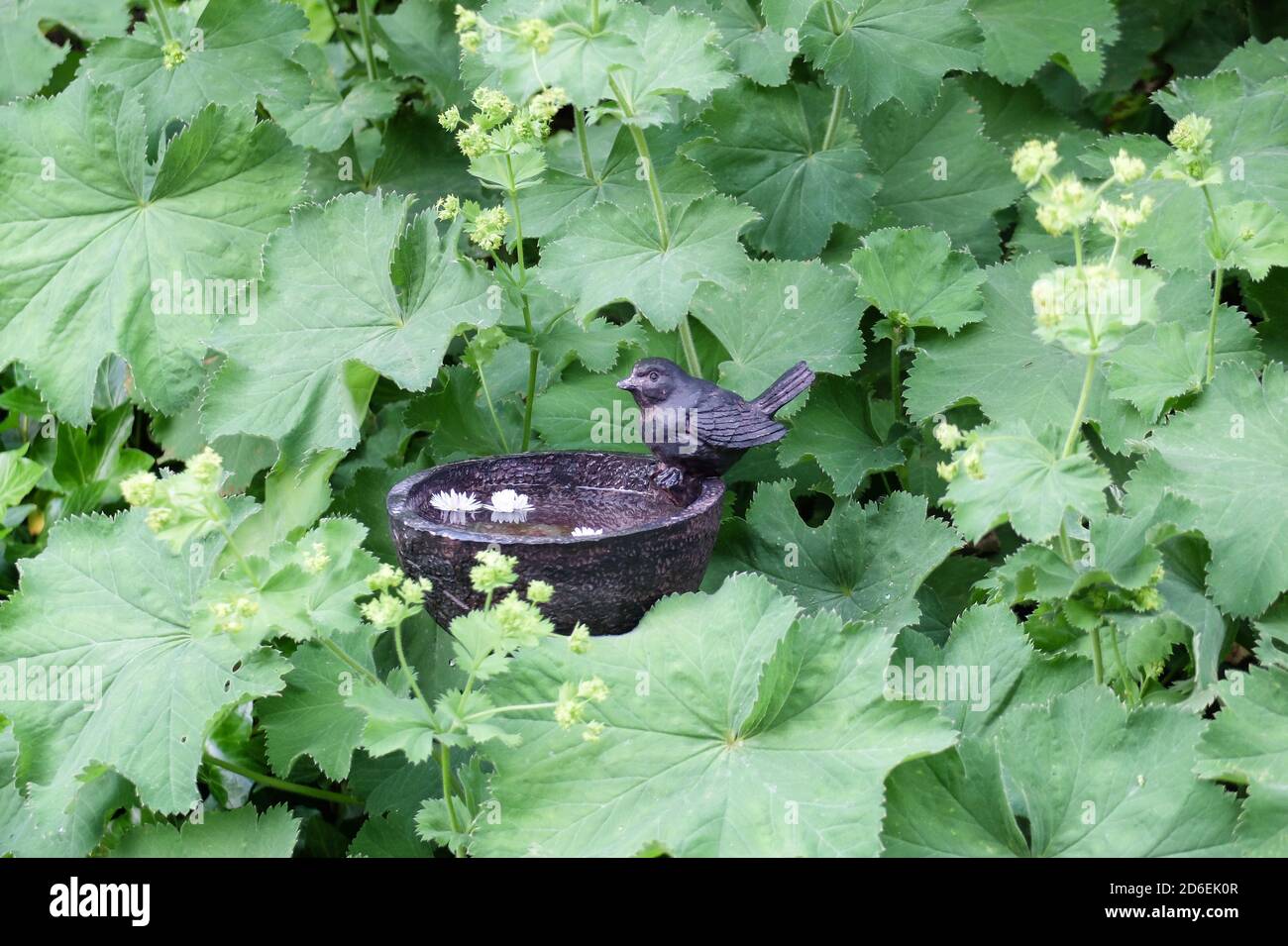 Petit bain d'oiseau en fonte entre les feuilles de manteau de la dame Banque D'Images