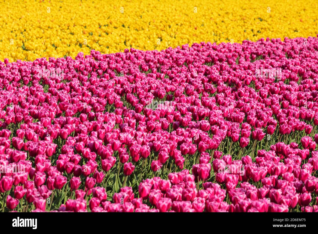 Champ de tulipes près de Lisse, Hollande méridionale, Pays-Bas Banque D'Images