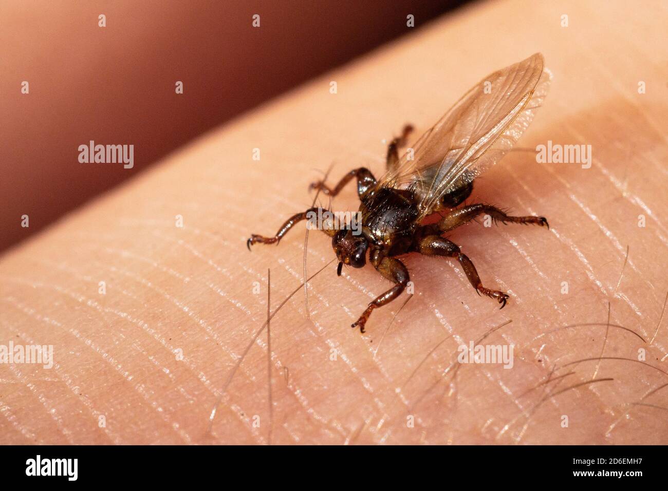 Un gros plan macro du parasite mouche du cerf, Lipoptena cervi, sur un léchage poilu pendant l'automne dans la forêt boréale de l'Estonie, en Europe du Nord Banque D'Images