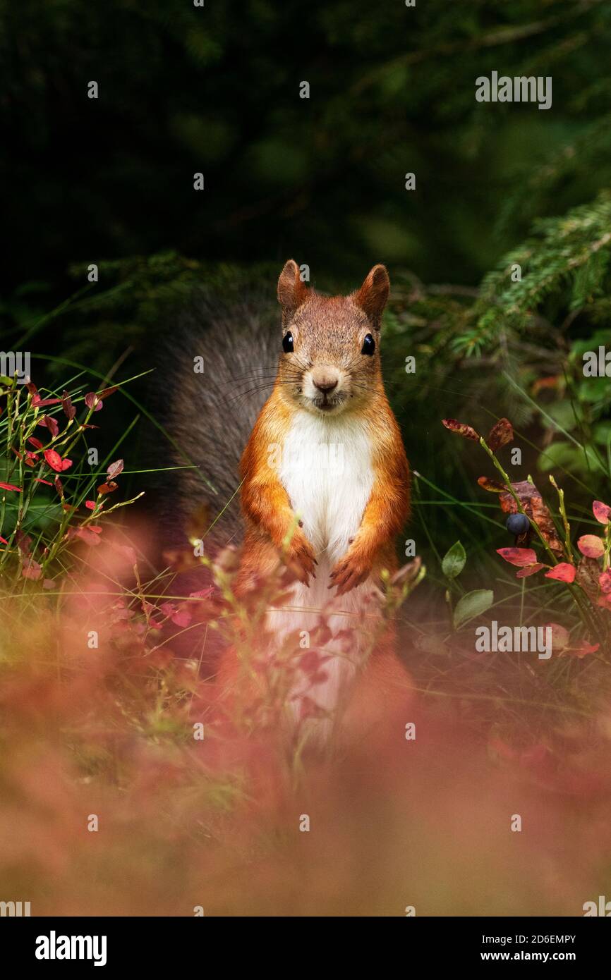Adorable écureuil roux (Sciurus vulgaris) debout au milieu du feuillage d'automne pendant une saison d'automne dans la forêt boréale estonienne, en Europe du Nord. Banque D'Images