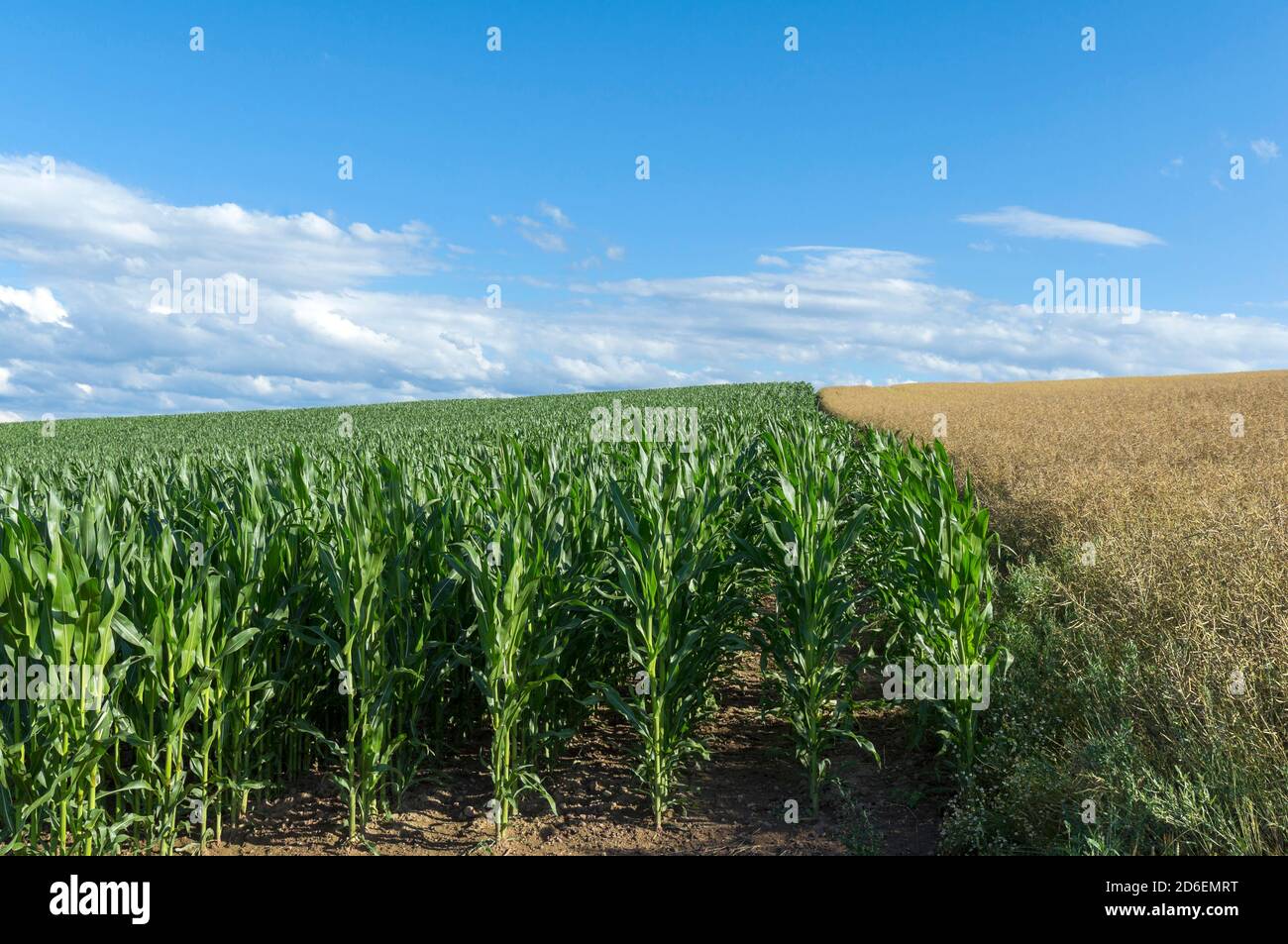 Allemagne, Bade-Wurtemberg, Sulz am Neckar, champ de maïs, maïs, plantes fourragères, plante énergétique, Zea mays, herbes douces, Poaceae. Banque D'Images