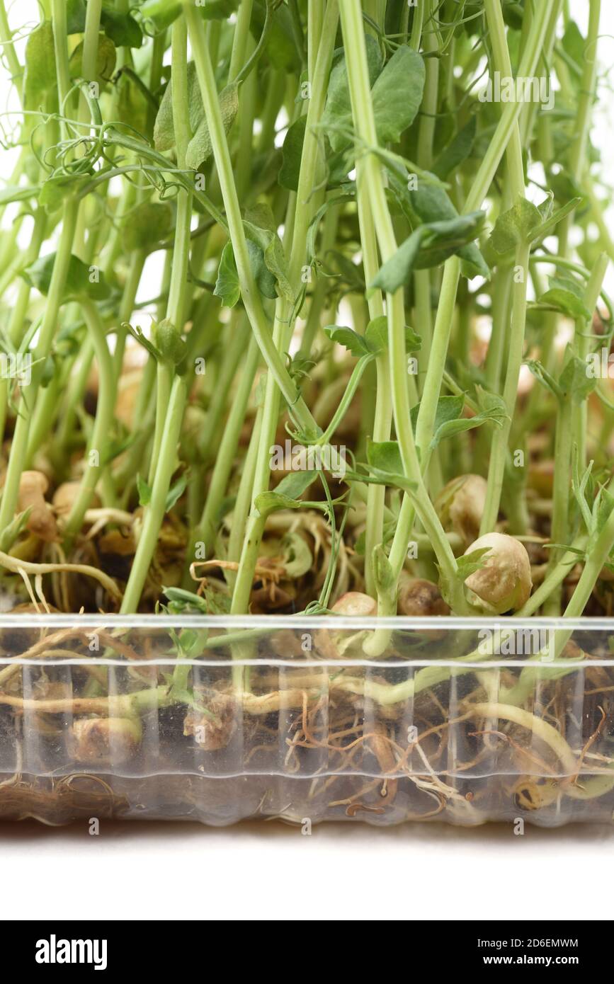 Croissance des microverts. Pousses de pois avec tendrines dans la vue avant du conteneur en plastique Banque D'Images