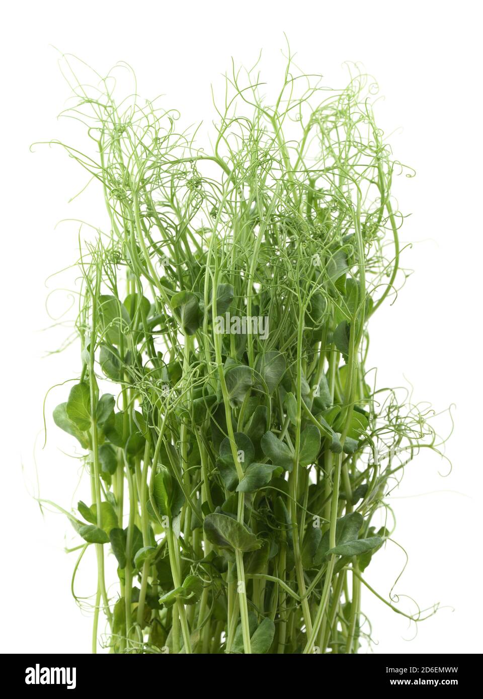 Verts biologiques sains. Bouquet de rondelles de pois avec tendriles isolées sur fond blanc Banque D'Images