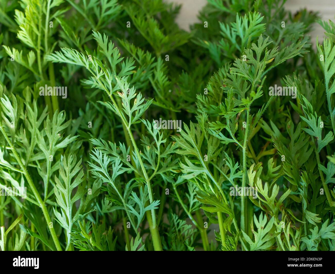 Hauts verts de carottes. Queue de carotte, nourriture végétalienne. Banque D'Images