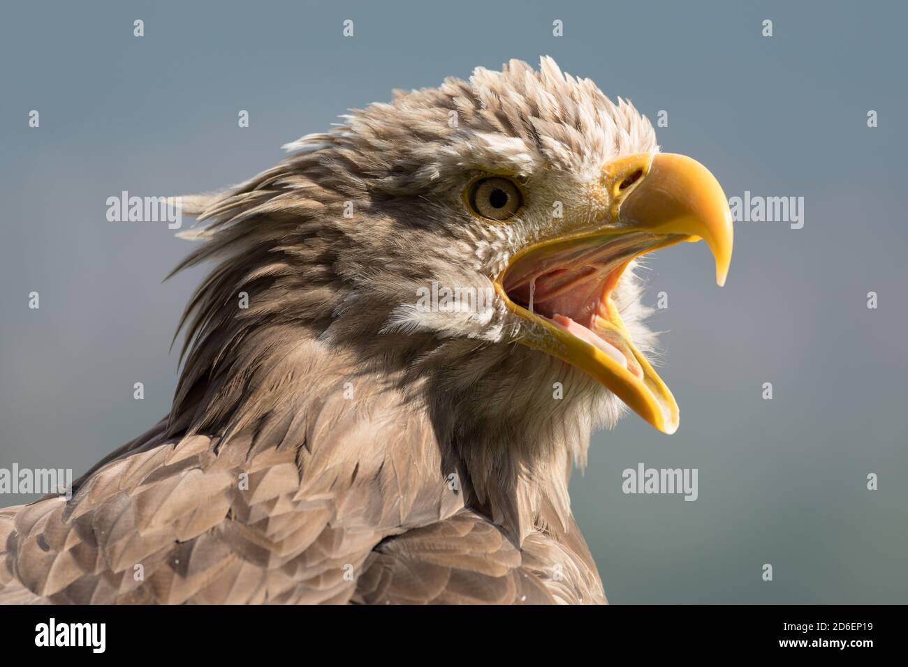 White-tailed eagle Banque D'Images