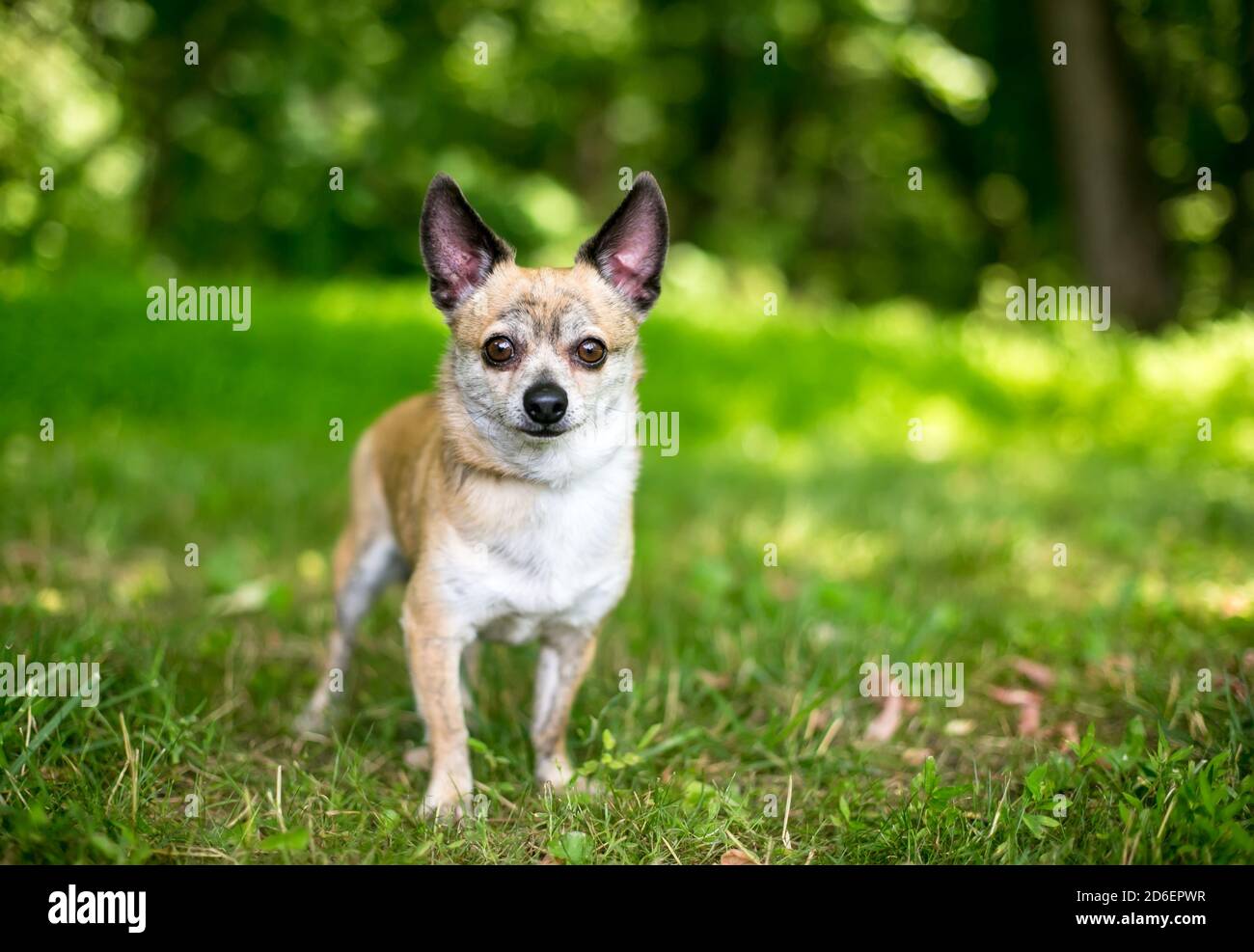 Un petit chien Chihuahua debout à l'extérieur et regardant l'appareil photo Banque D'Images