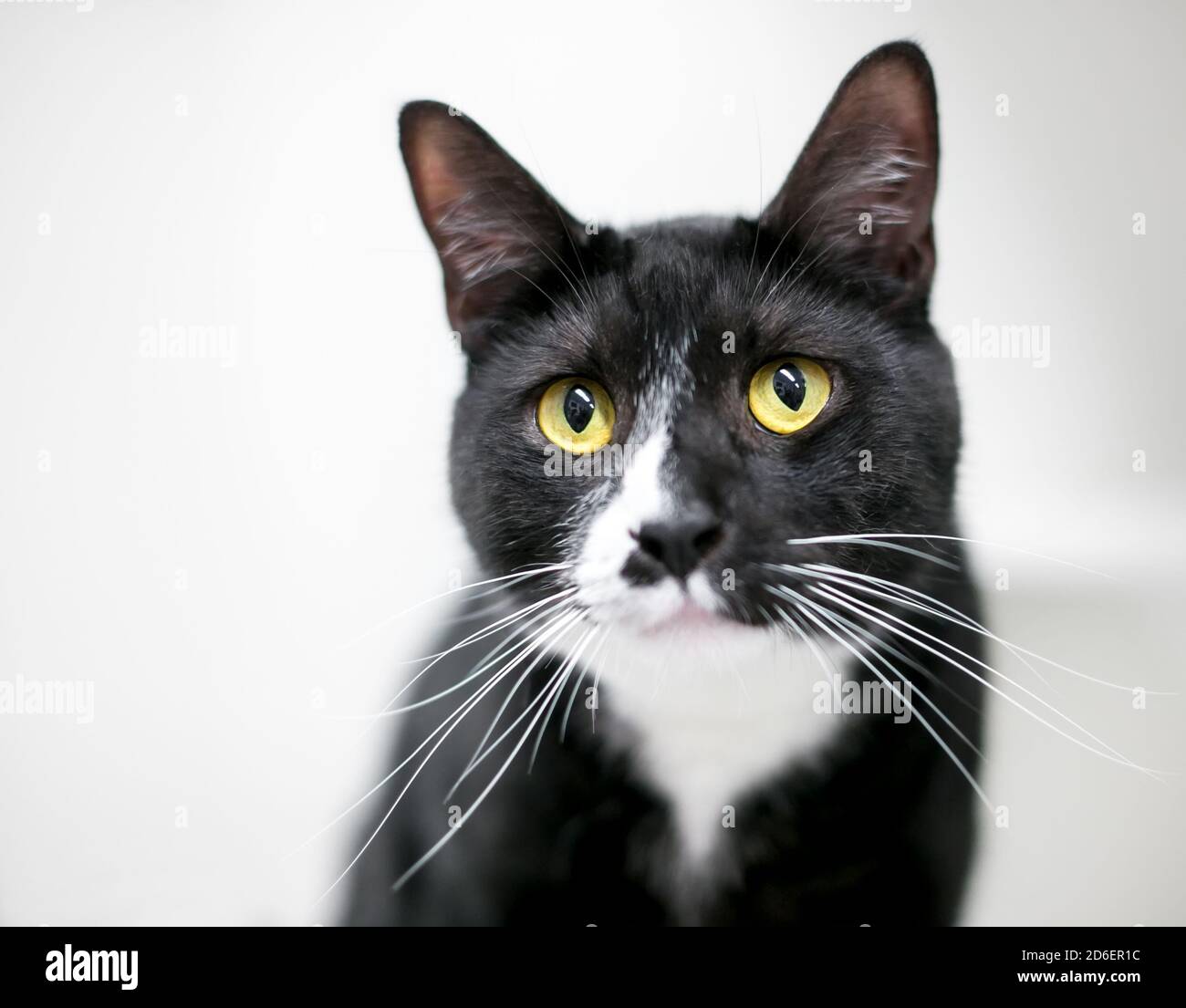 Un chat de Tuxedo noir et blanc avec des yeux jaunes et de longs whiskers Banque D'Images