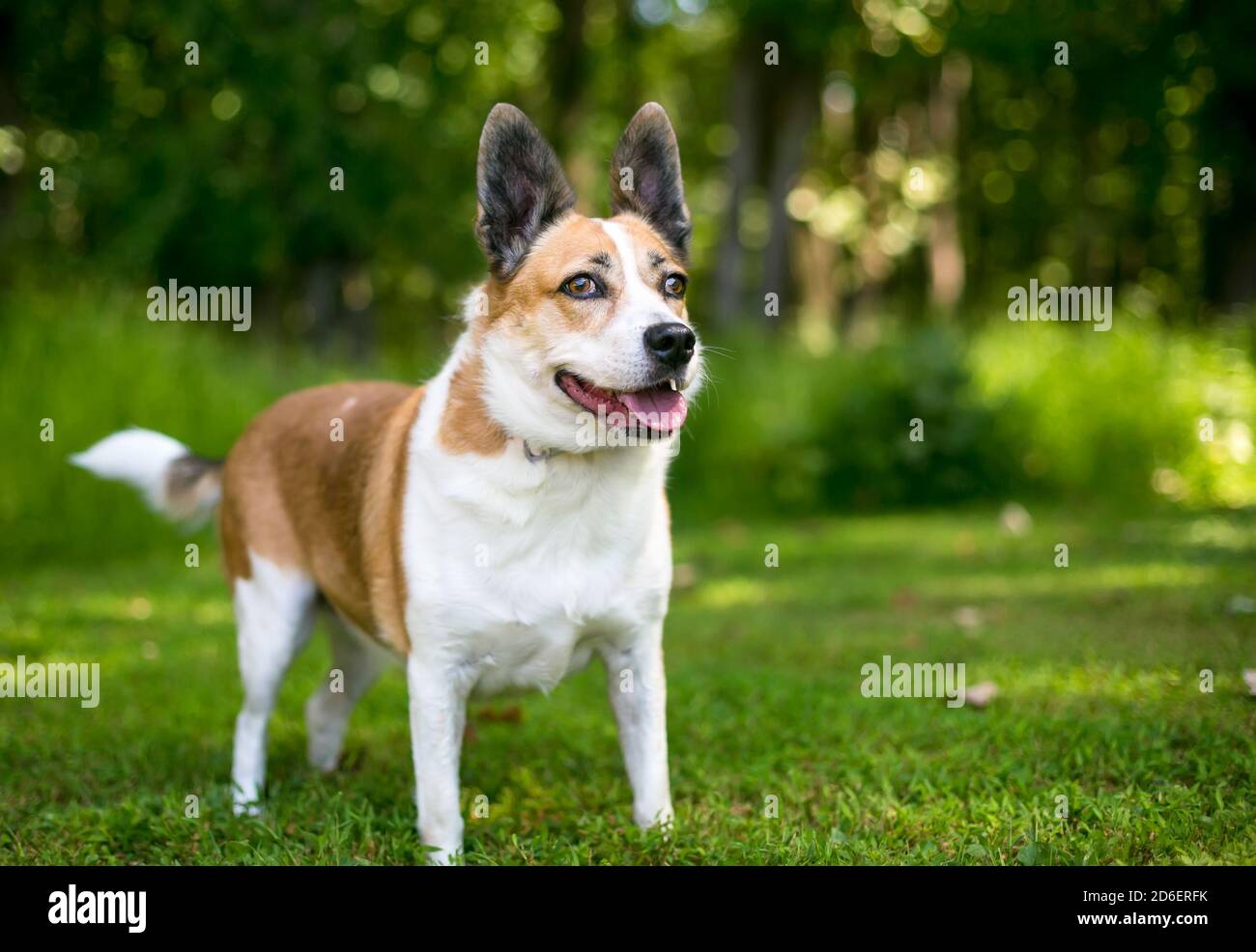 Un chien mixte de race Welsh Corgi x Terrier debout à l'extérieur avec une expression d'alerte Banque D'Images