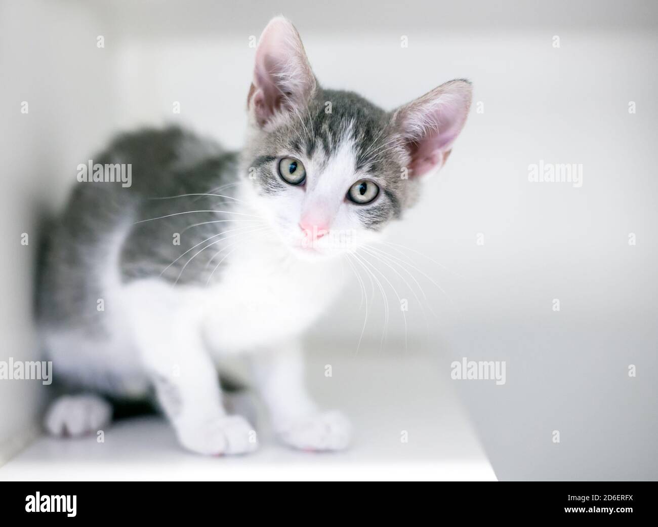 Un petit chaton gris et blanc regardant la caméra avec une expression curieuse Banque D'Images