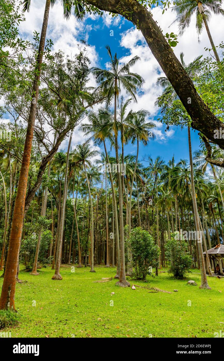 Palmiers à destination Anse des Cascades, Piton Sainte-Rose, Île de la Réunion, France, Afrique, Océan Indien Banque D'Images