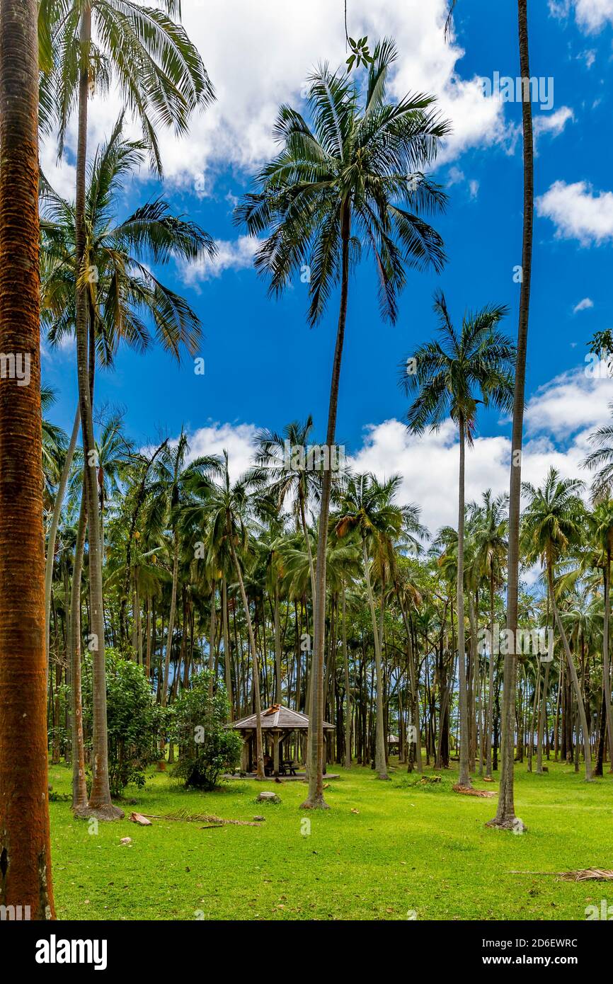 Palmiers à destination Anse des Cascades, Piton Sainte-Rose, Île de la Réunion, France, Afrique, Océan Indien Banque D'Images