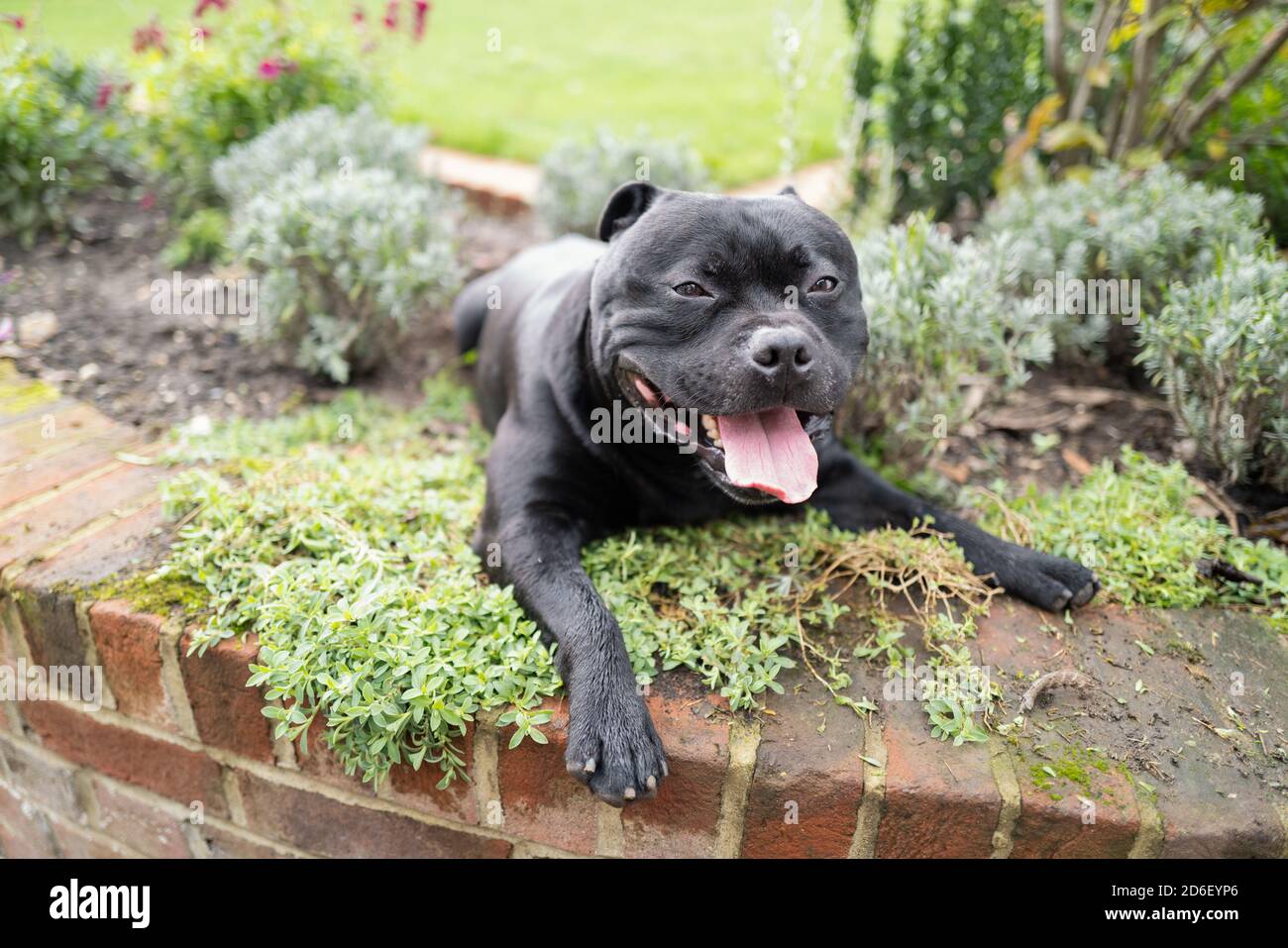 Staffordshire Bull Terrier chien couché dans un lit de fleur par un mur caractéristique dans un graden ou cour arrière. Il regarde la caméra en souriant. Banque D'Images