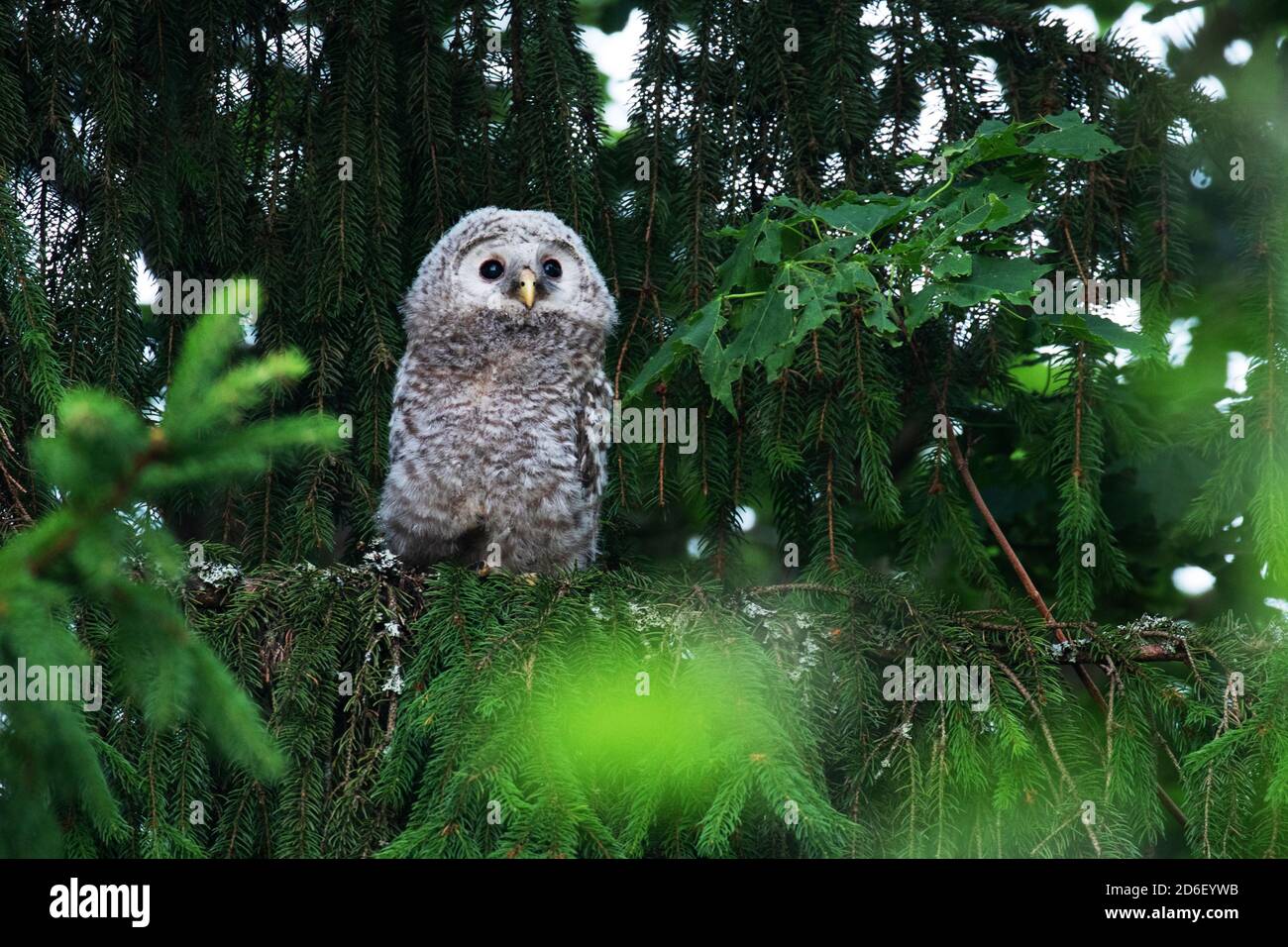 Petite hibou ural juvénile, Strix uralensis, poussin dans une forêt boréale luxuriante dans la nature estonienne, en Europe du Nord. Banque D'Images