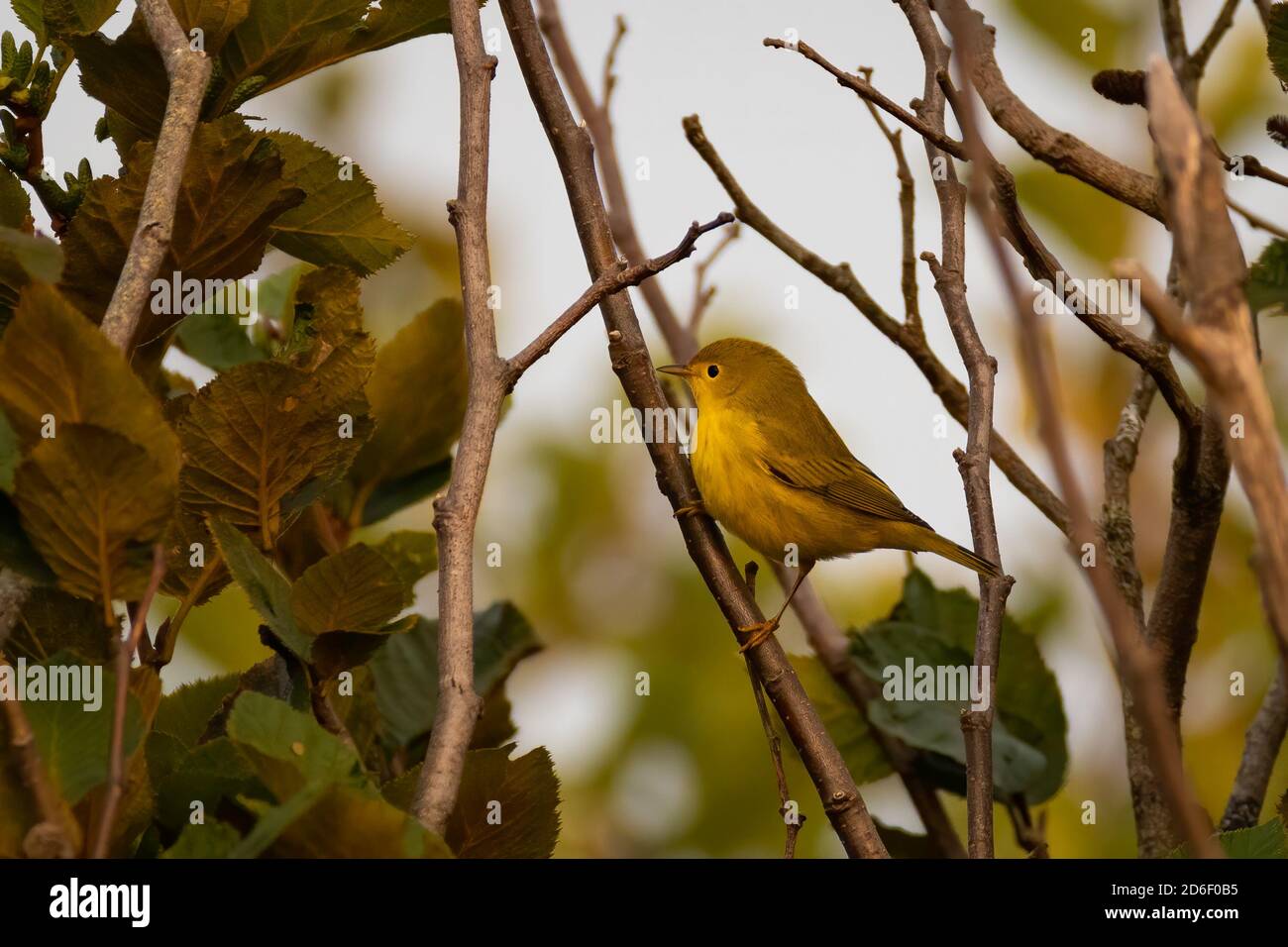 Paruline jaune perchée dans un arbre à la lumière diffuse Banque D'Images