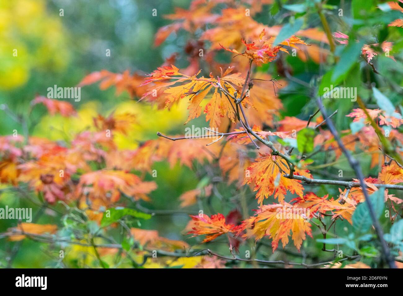 Feuilles et feuillages aux couleurs vives pendant la saison de l'automne ou de l'automne, Angleterre Royaume-Uni Banque D'Images