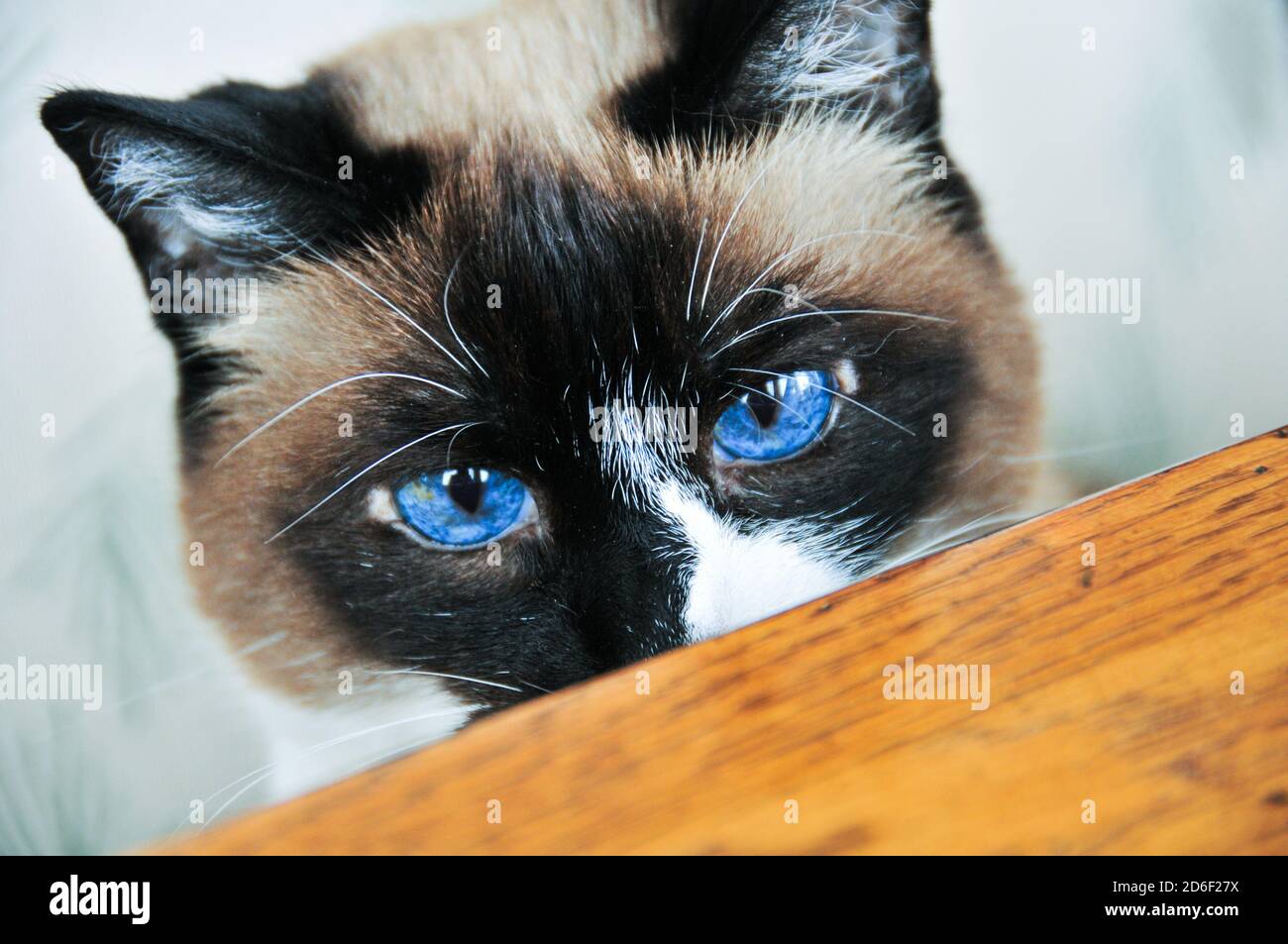 Close Up Portrait Of Snowshoe Siamois Tabby Mix Chat Adulte Avec De Jolies Yeux Bleus Photo Stock Alamy Close Up Portrait Of Snowshoe Siamois Tabby Mix Chat Adulte Avec De Jolies Yeux Bleus Photo Stock Alamy
