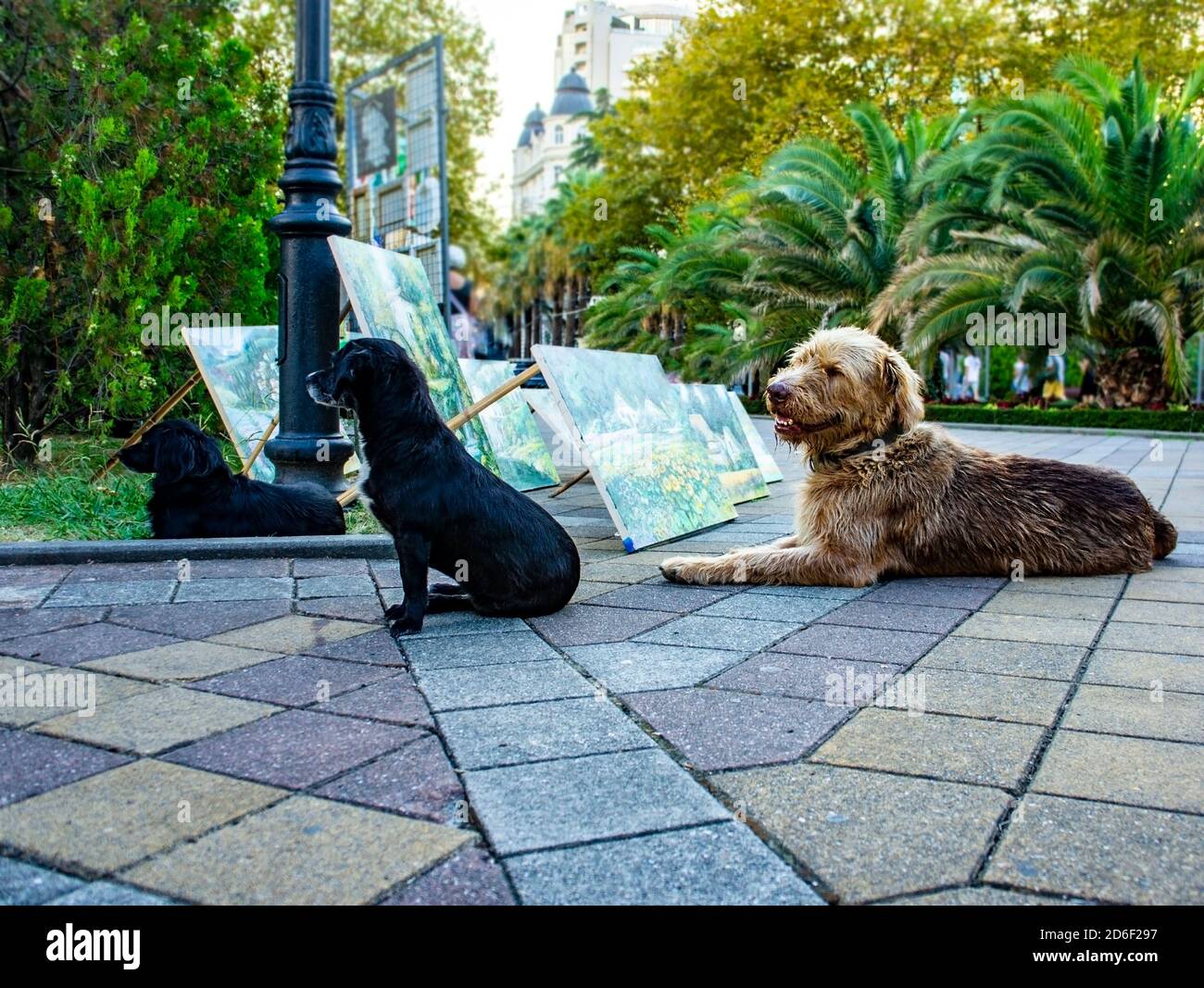 Trois chiens de rue - deux noirs et un gingembre déchiqueuse assis dans le parc près de la foire artistique Banque D'Images