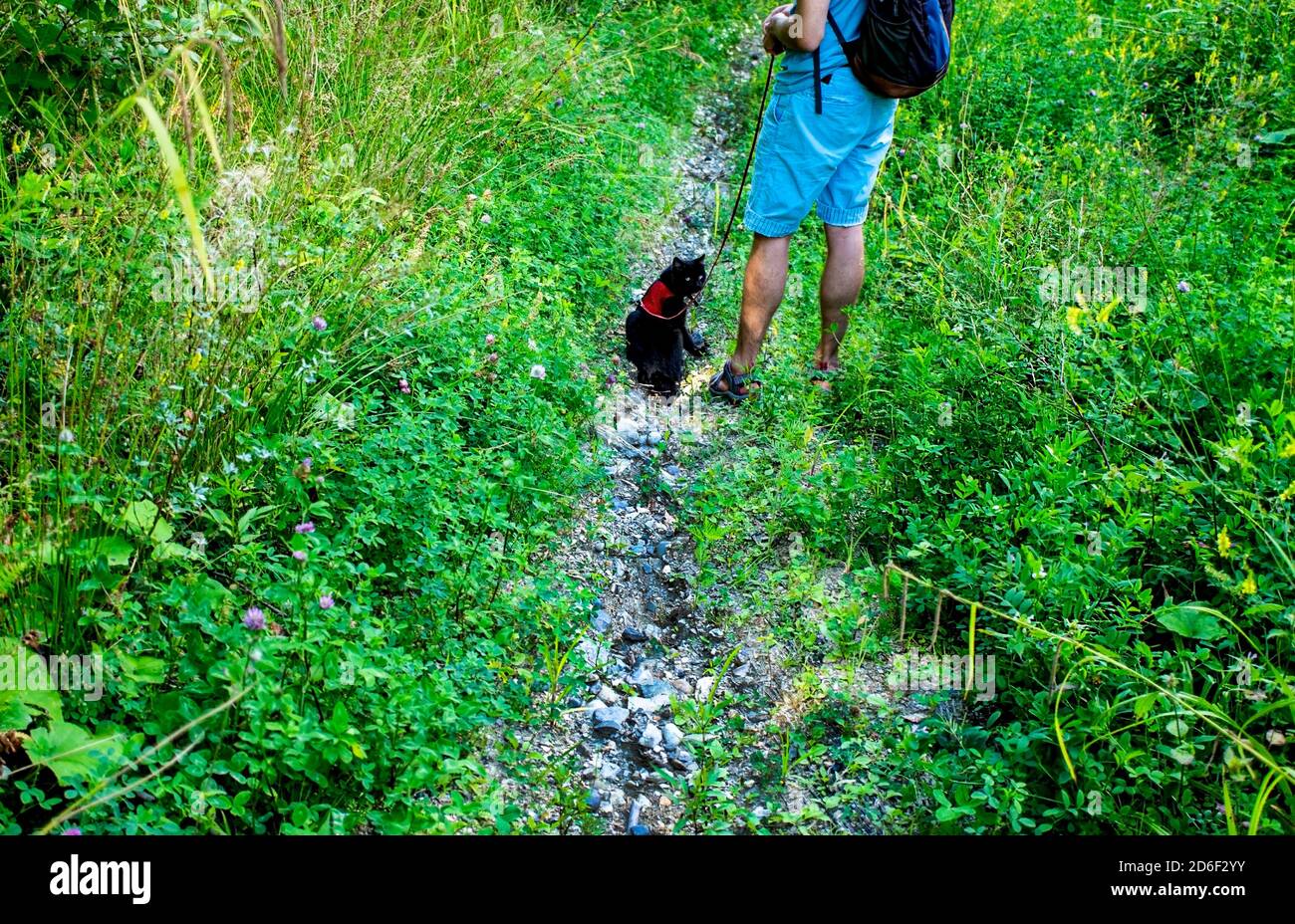 homme avec un chat noir sur une laisse marchant parmi la végétation luxuriante de montagne le long du chemin Banque D'Images