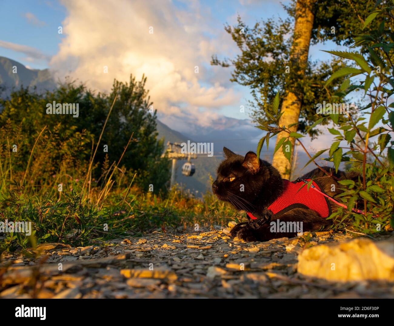 Un chat noir dans un harnais rouge se trouve au coucher du soleil dans les montagnes. Voyager avec des animaux de compagnie. Heure d'or. Banque D'Images