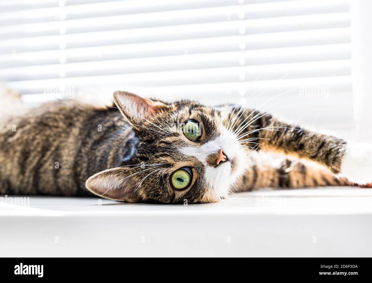Beau, mignon chat avec les yeux verts se trouve sur un blanc windowsill.Soft focus Banque D'Images