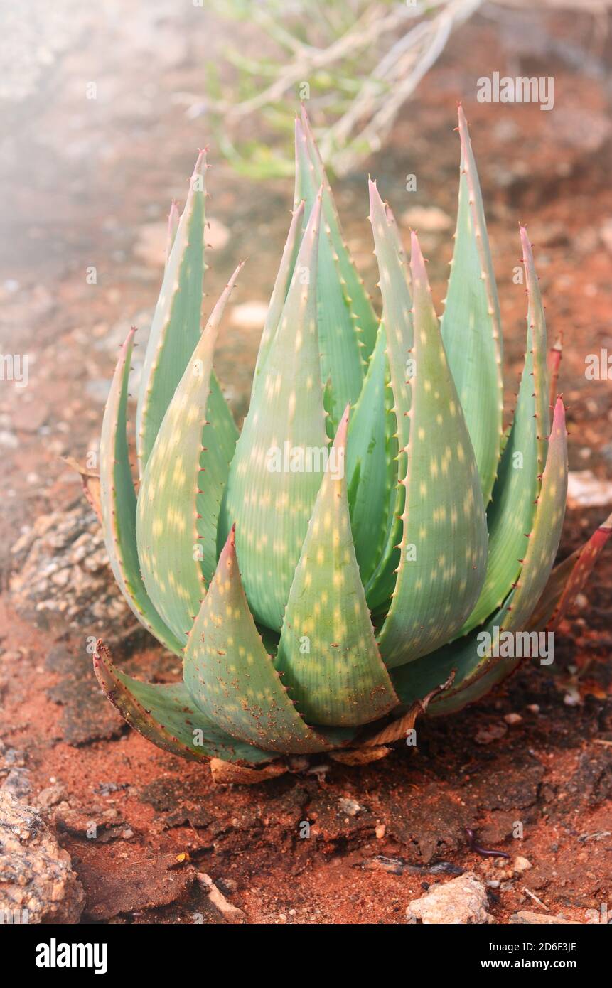 Plante d'aloès poussant dans la nature sur terrain rocheux Banque D'Images