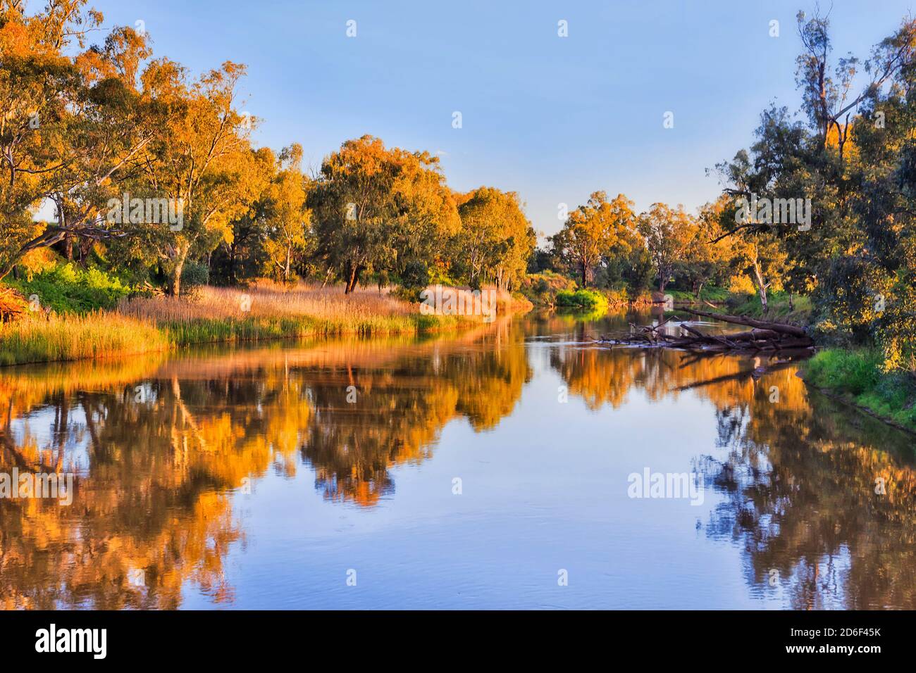 Lumière dorée sur la canopie de gommiers le long de la rivière Macquarie à Dubbo depuis la passerelle au coucher du soleil. Banque D'Images