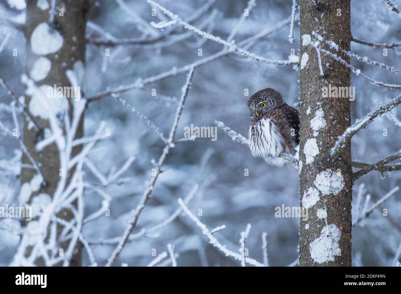 Petit oiseau de proie à l'aspect grave de la petite OWL pygmée eurasienne (Glaucidium passerinum), qui regarde un intrus dans un conifères nord hivernal Banque D'Images