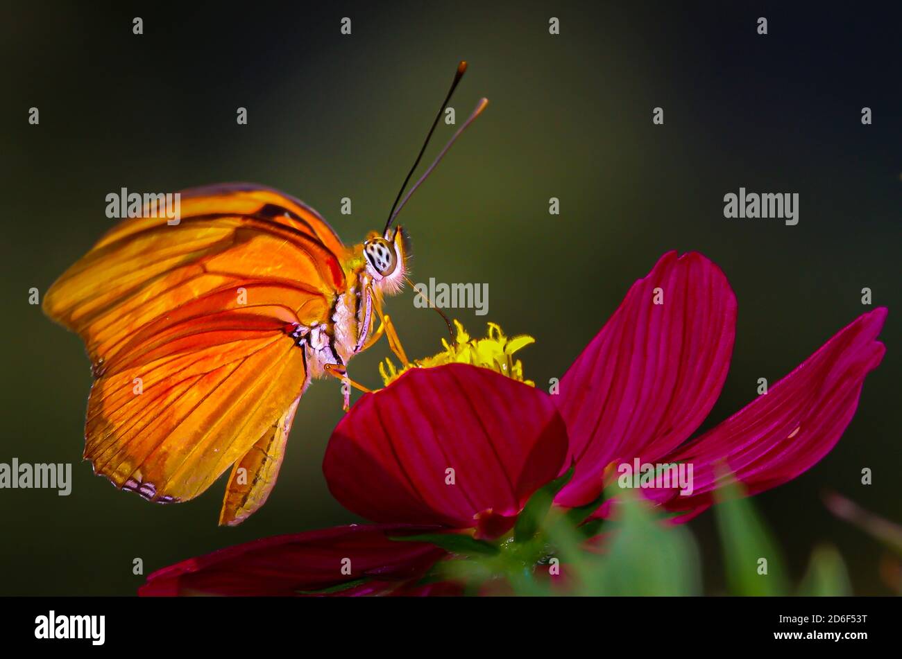 Papillon orange sur fleur rouge gros plan par dessous Banque D'Images