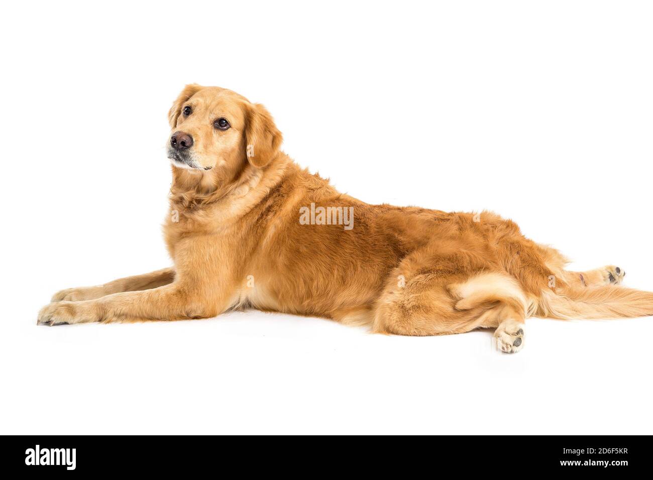 golden retriever lab dog Banque D'Images