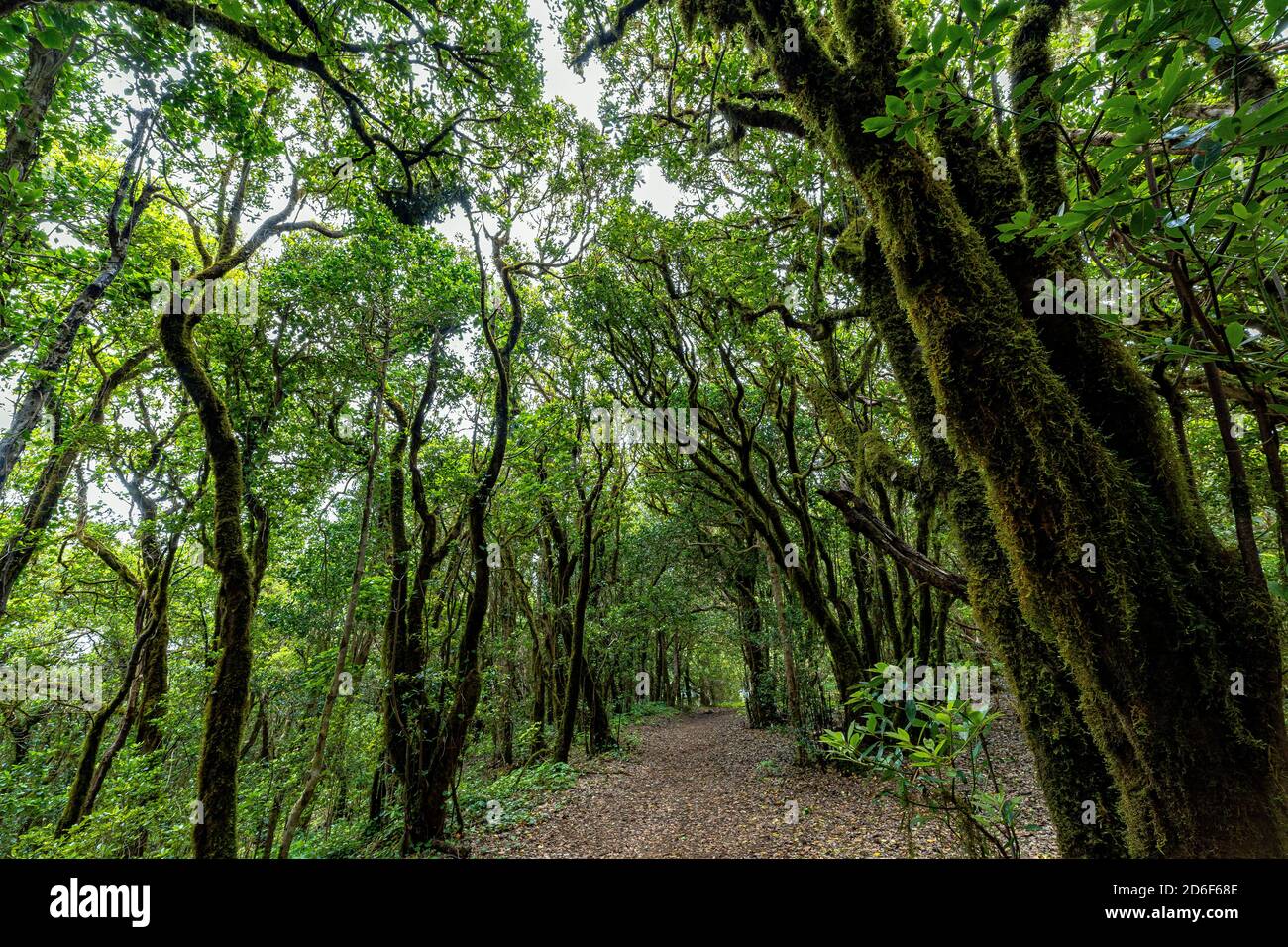 Sentier de randonnée 'Bosque Encantado' avec arbres couverts de mousse dans la forêt nuageuse des montagnes Anaga, Tenerife, Espagne Banque D'Images