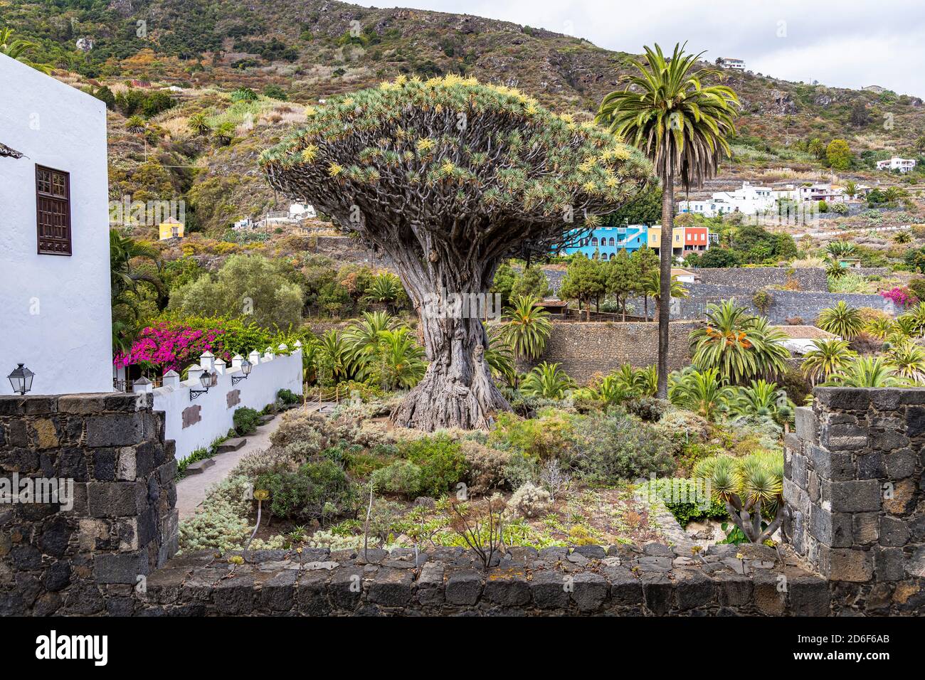 'Drago Milenario' - le plus ancien dragon des Canaries et site touristique, Icod de los Vinos, Ténérife, Espagne Banque D'Images