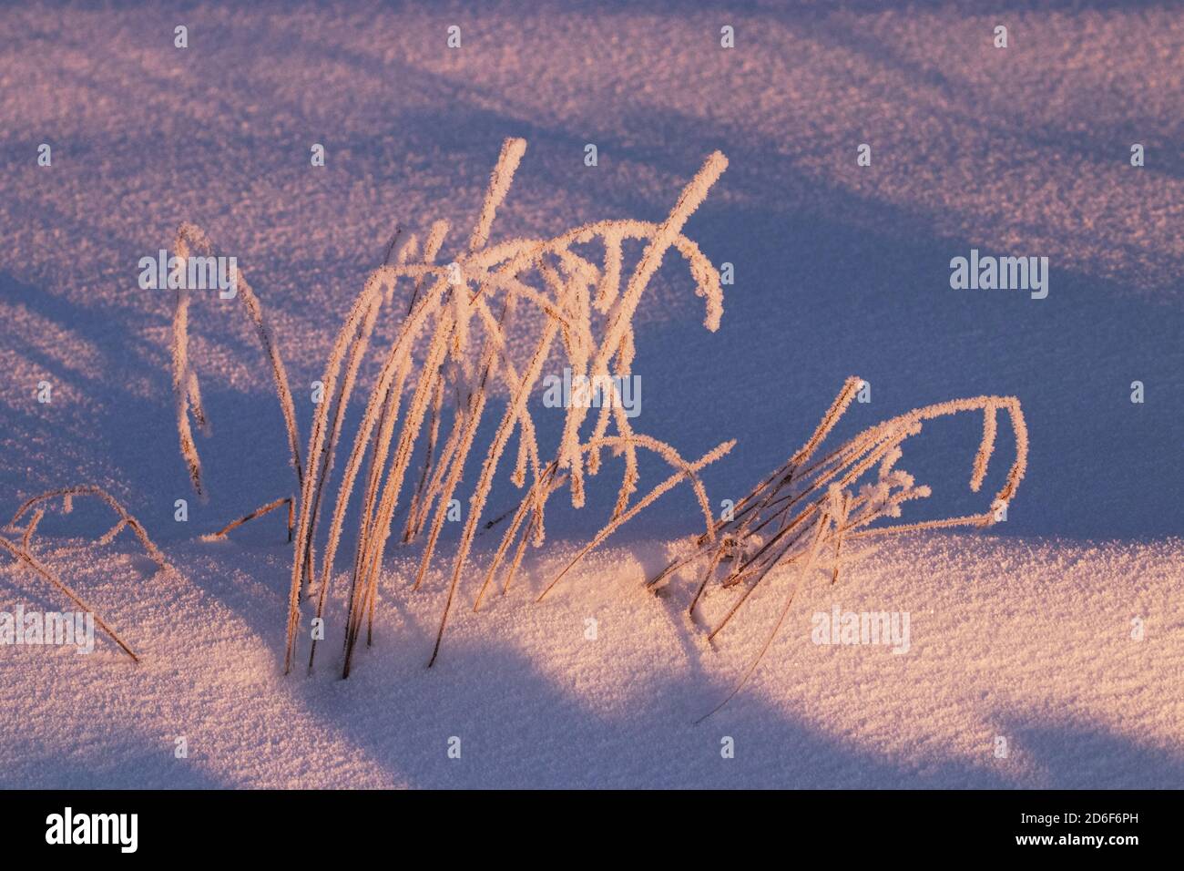 Neige givrée sur un champ enneigé pendant un lever de soleil dinkish dans un froid matin d'hiver en Estonie, État Baltique. Banque D'Images