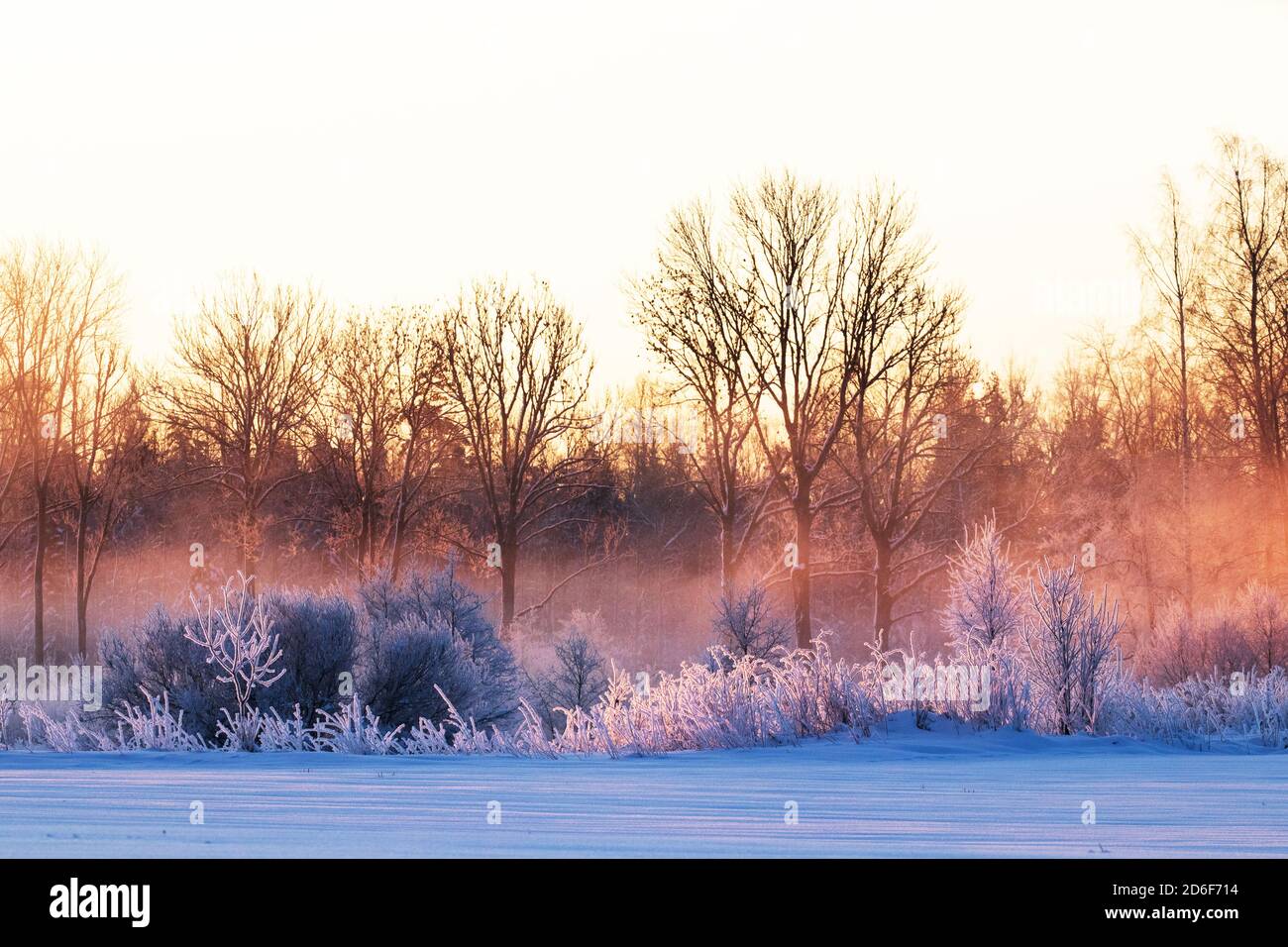 Paysage d'hiver époustouflant pendant le soleil rose, brumeux et glacial dans un pays merveilleux d'hiver, Estonie, Europe du Nord. Banque D'Images