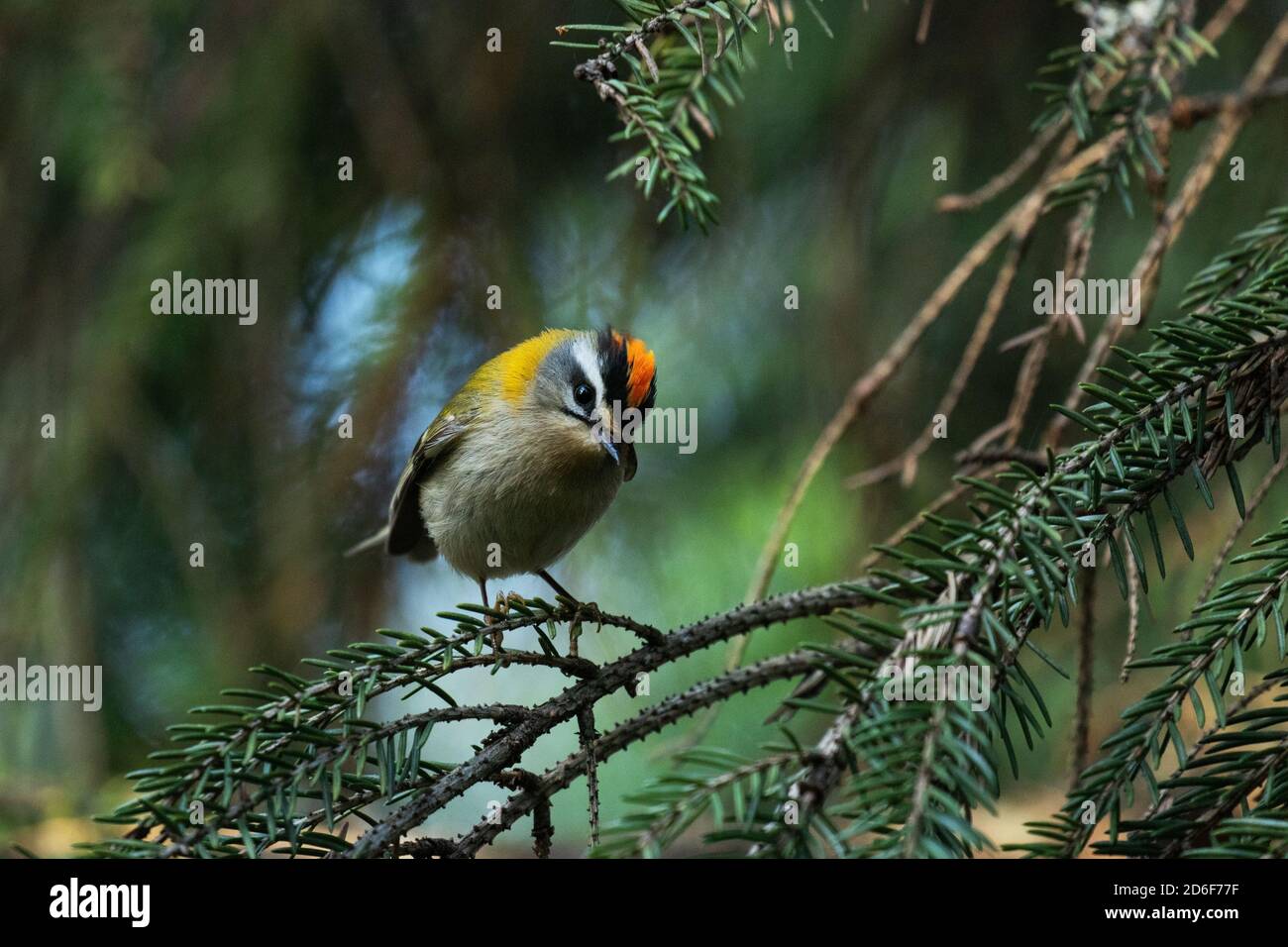 Petit oiseau de mer européen commun Firecrest, Regulus ignicapilla, chantant pendant une saison de reproduction en été dans une forêt boréale de nature estonienne. Banque D'Images