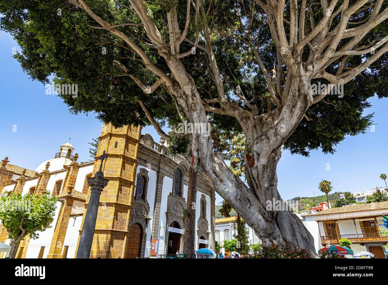 Grand vieux arbre en face de Basílica de Nuestra Señora del Pino - Eglise dans le centre de 'Teror', Gran Canaria, Espagne Banque D'Images