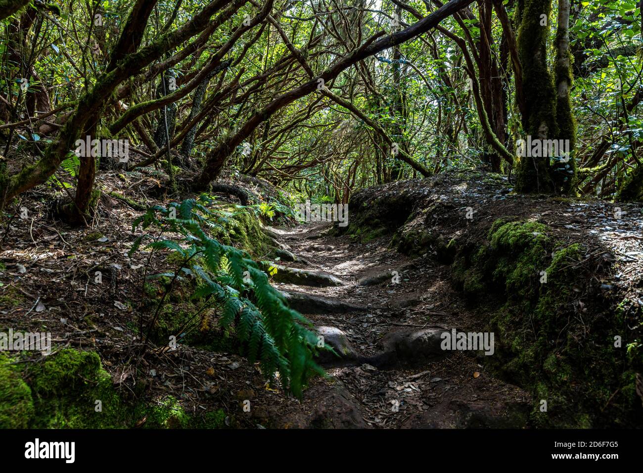 Sentier de randonnée 'Bosque Encantado' avec arbres couverts de mousse dans la forêt nuageuse des montagnes Anaga, Tenerife, Espagne Banque D'Images