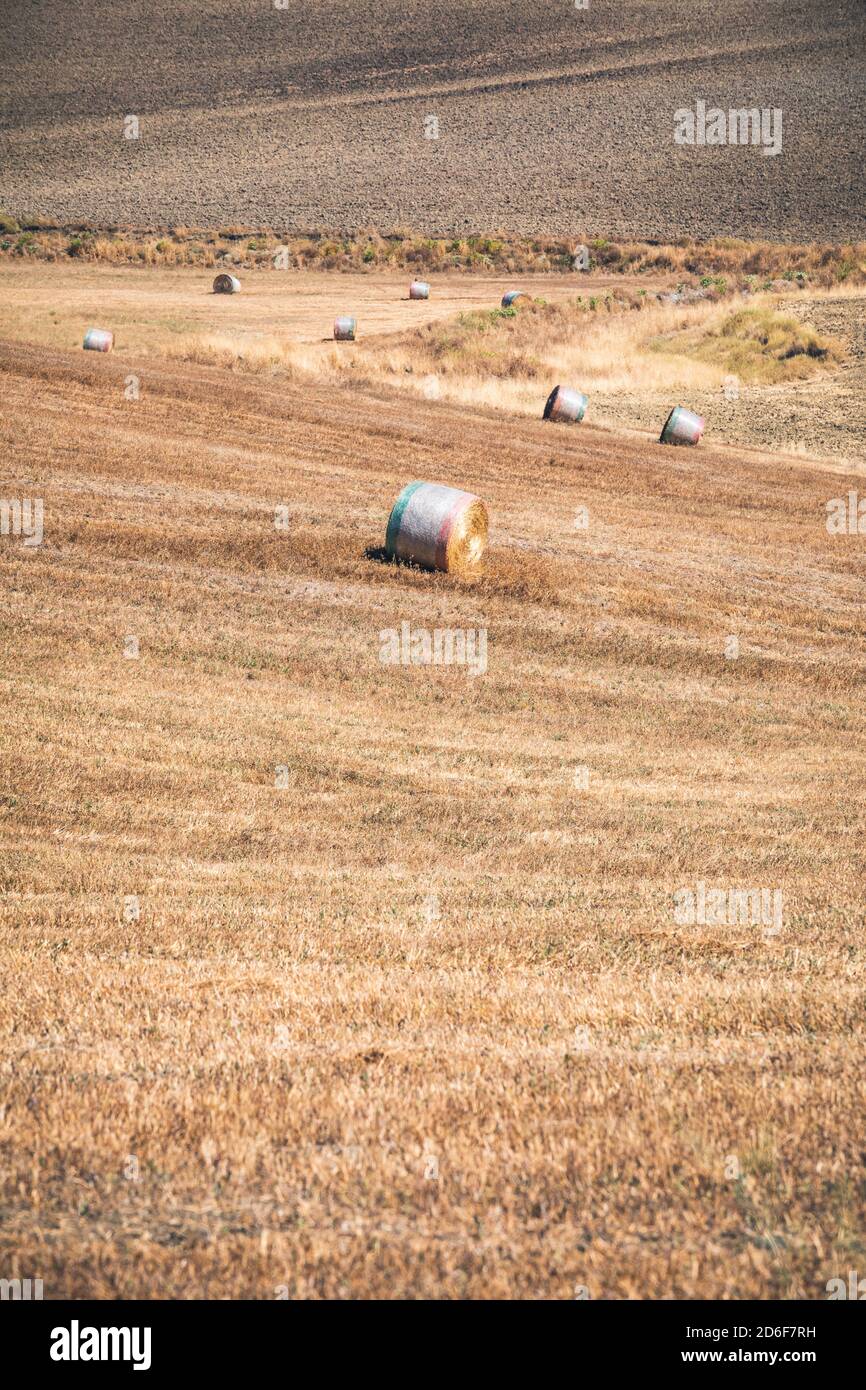 Paysage d'été avec foin en balles dans les collines de Castiglione d'Orcia, province de Sienne, Toscane, Italie Banque D'Images