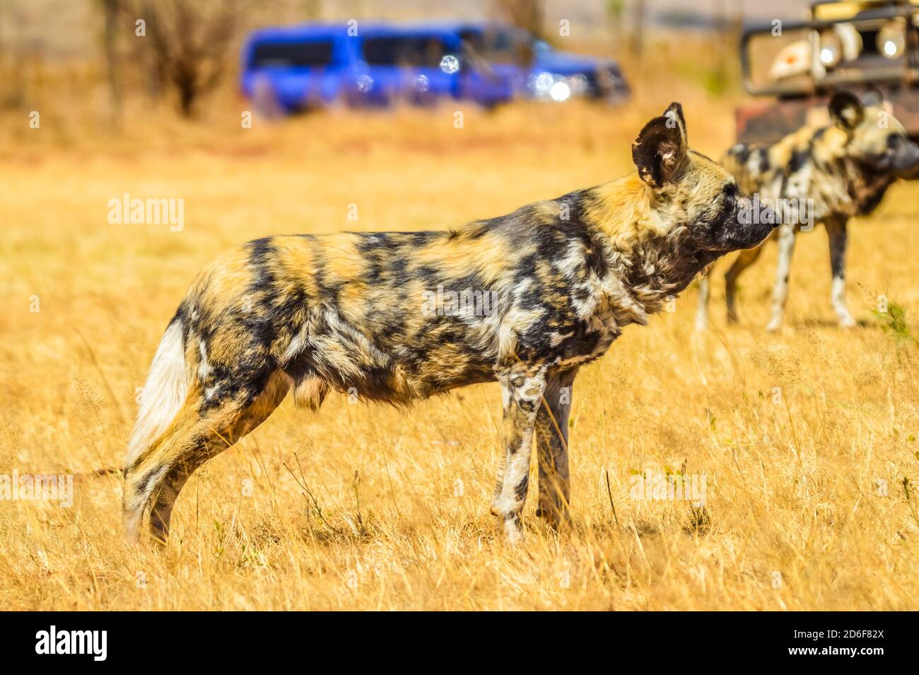Portrait de chien africain peint sauvage ou Lycaon Pictus pris lors d'un safari dans une réserve naturelle en Afrique du Sud Banque D'Images