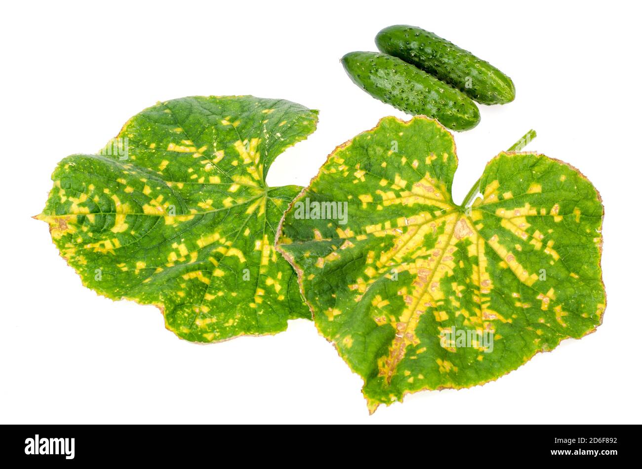 Feuille de concombre verte endommagée par des maladies et des ravageurs. Studio photo Banque D'Images