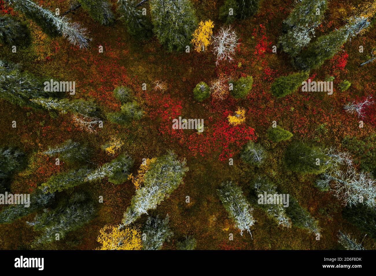 Une vue aérienne du feuillage d'automne coloré et vibrant dans le parc national de Riisitunturi avec la belle forêt de taïga dans le nord de la Finlande. Banque D'Images